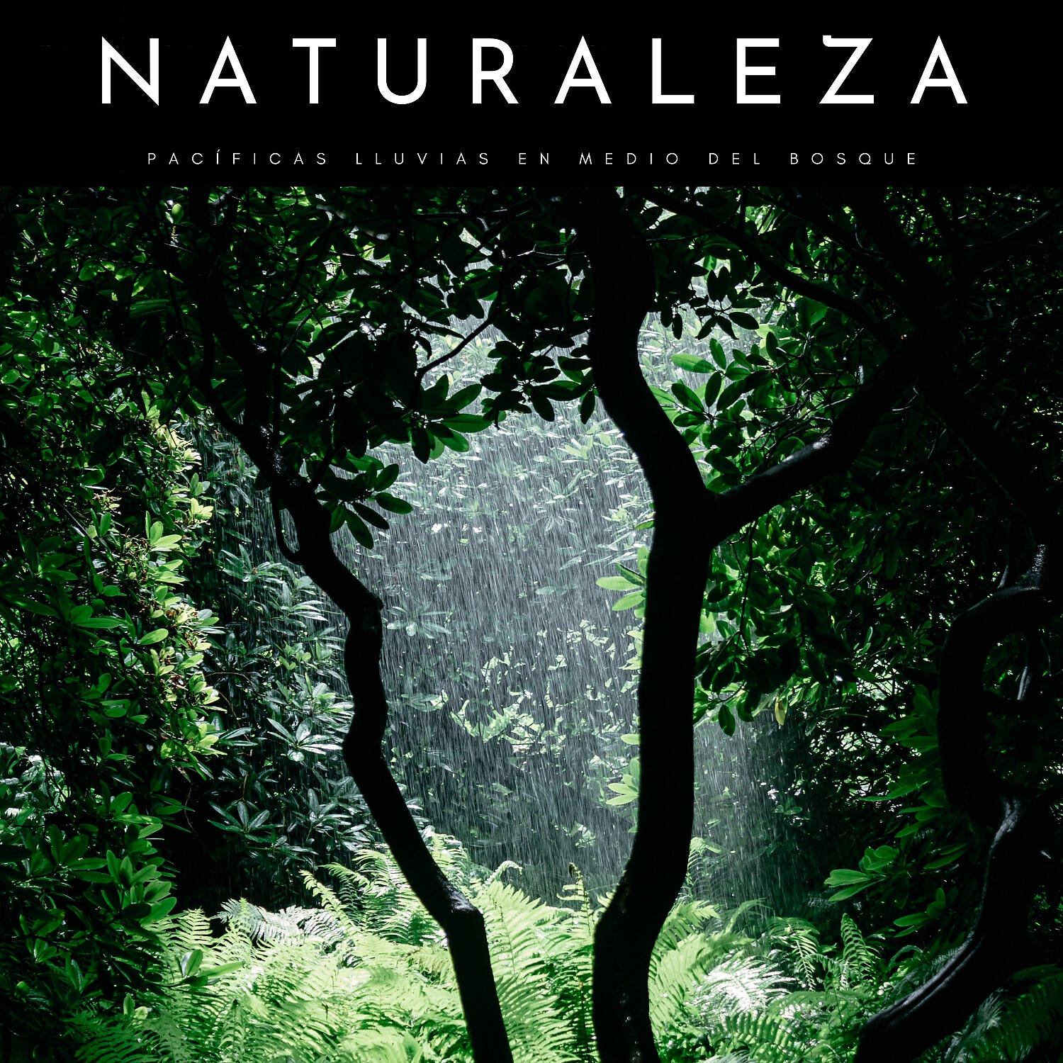 Релиз Naturaleza: Pacíficas Lluvias En Medio Del Bosque