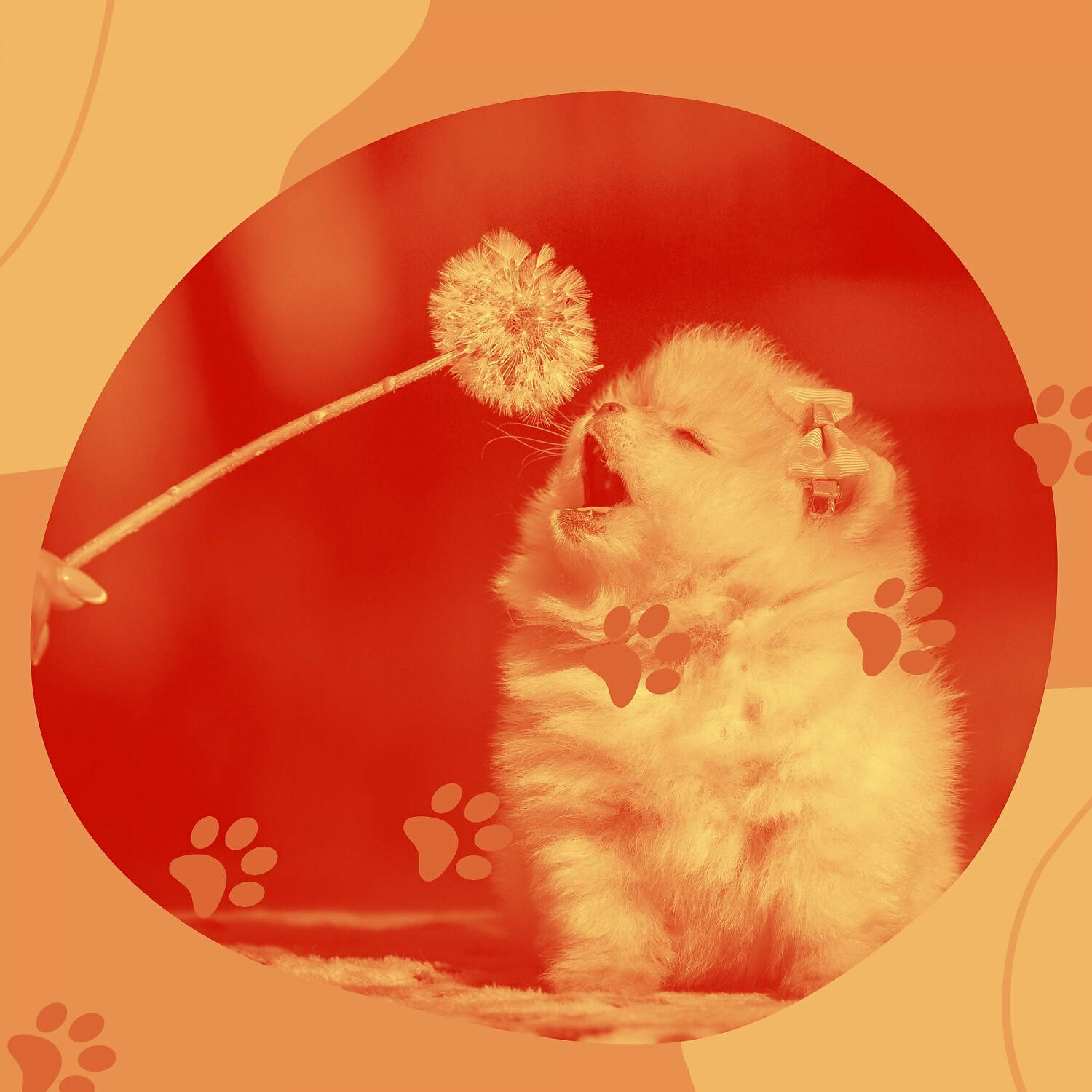 Релиз Music for Relaxing Your Dog - Bossanova