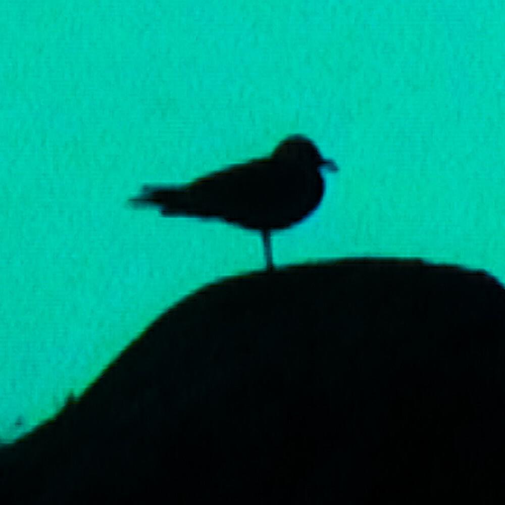 Релиз Evoluutio Reverse