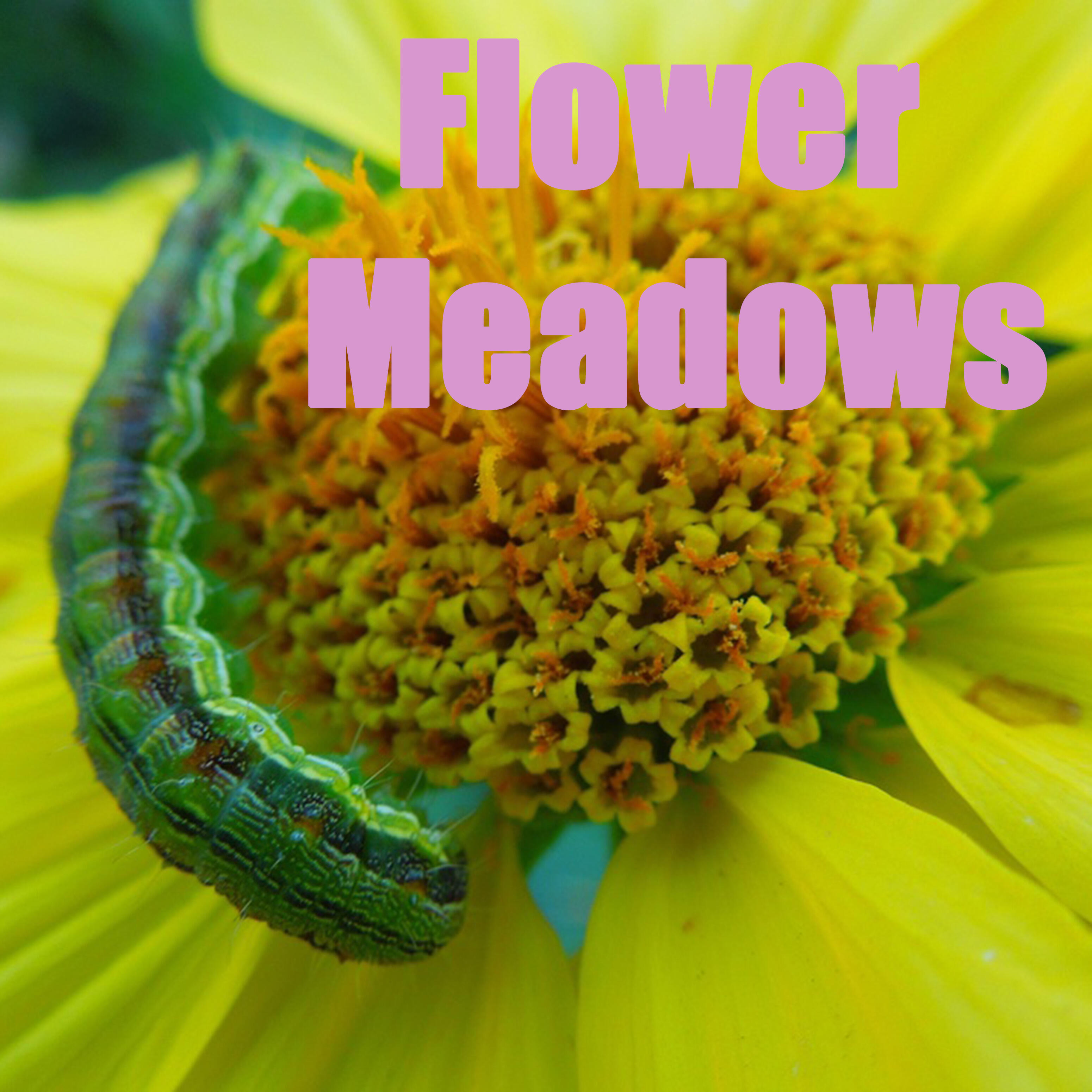 Релиз Flower Meadows