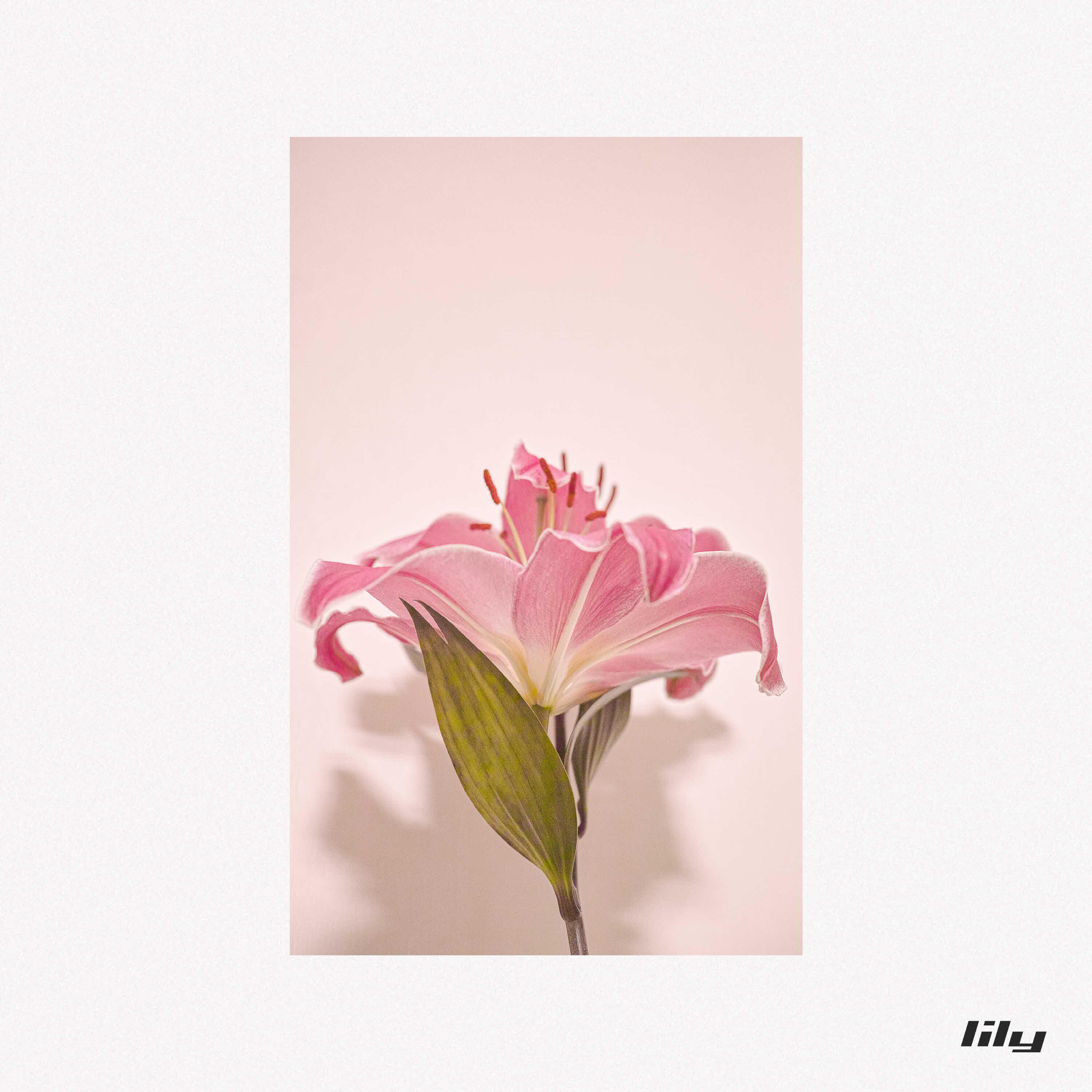 Трек lily