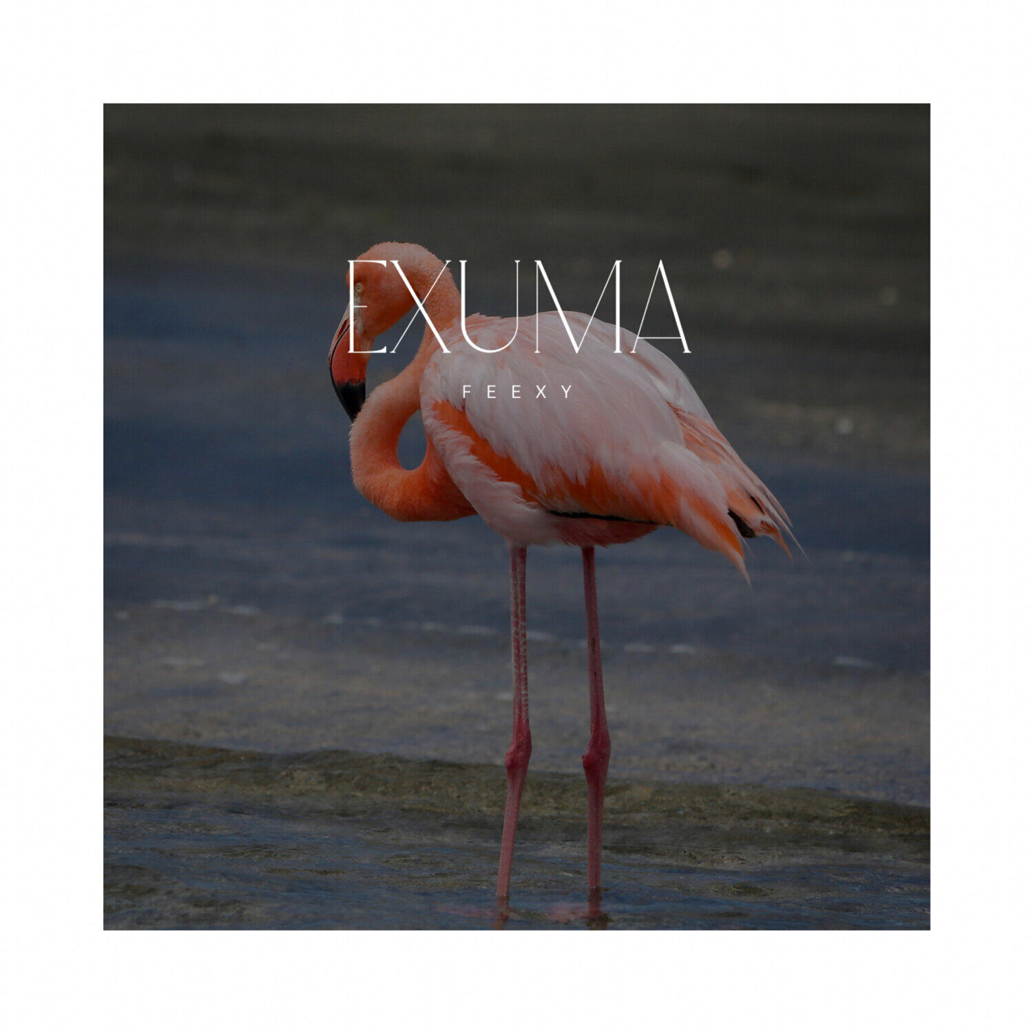 Релиз Exuma