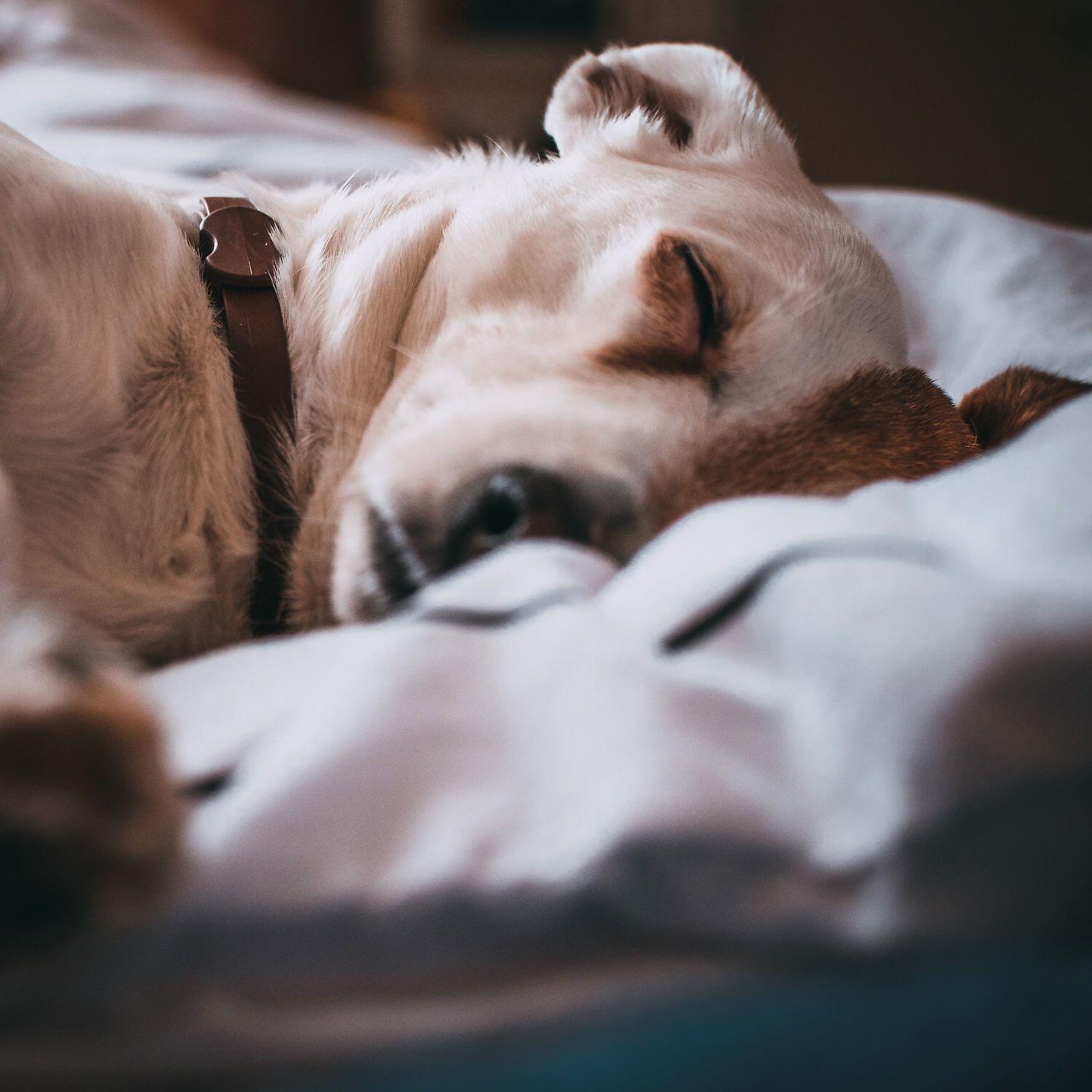 Релиз Placid Noises for Deep Sleeping Children