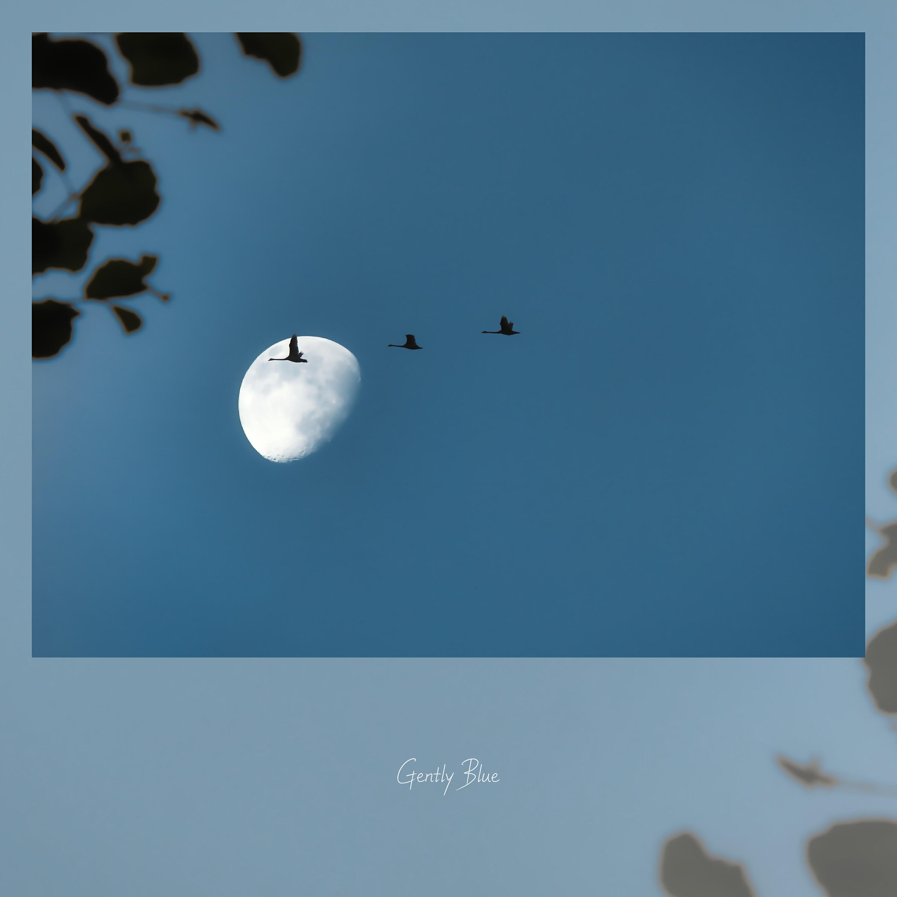 Gently Blue