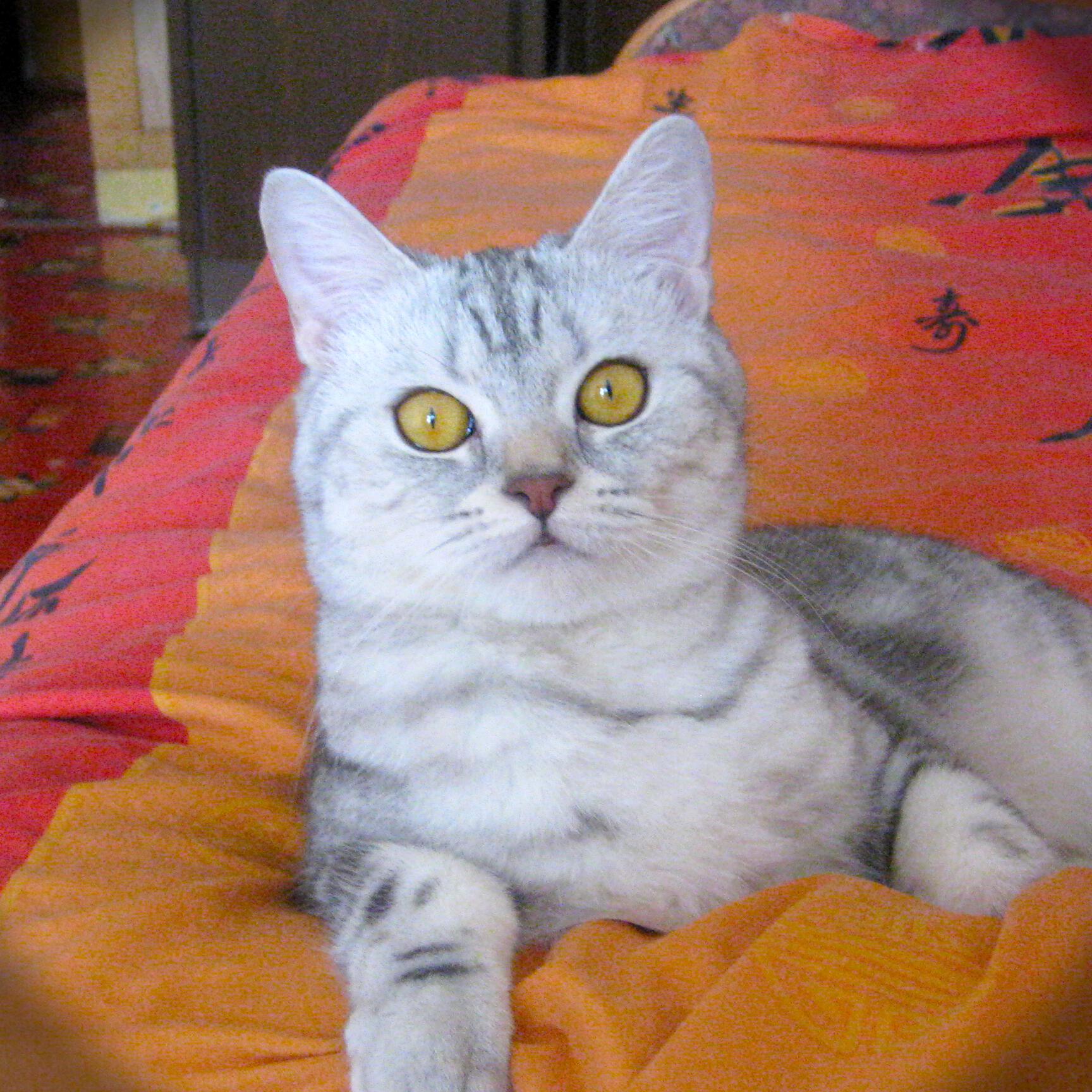 Релиз Suzi