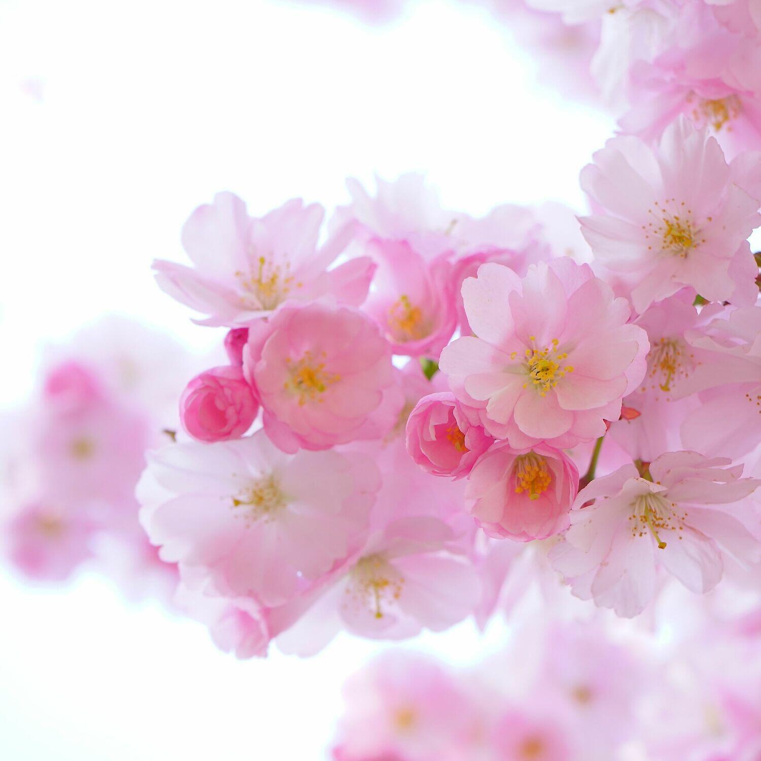 Трек Fine Noise Lull for All Age