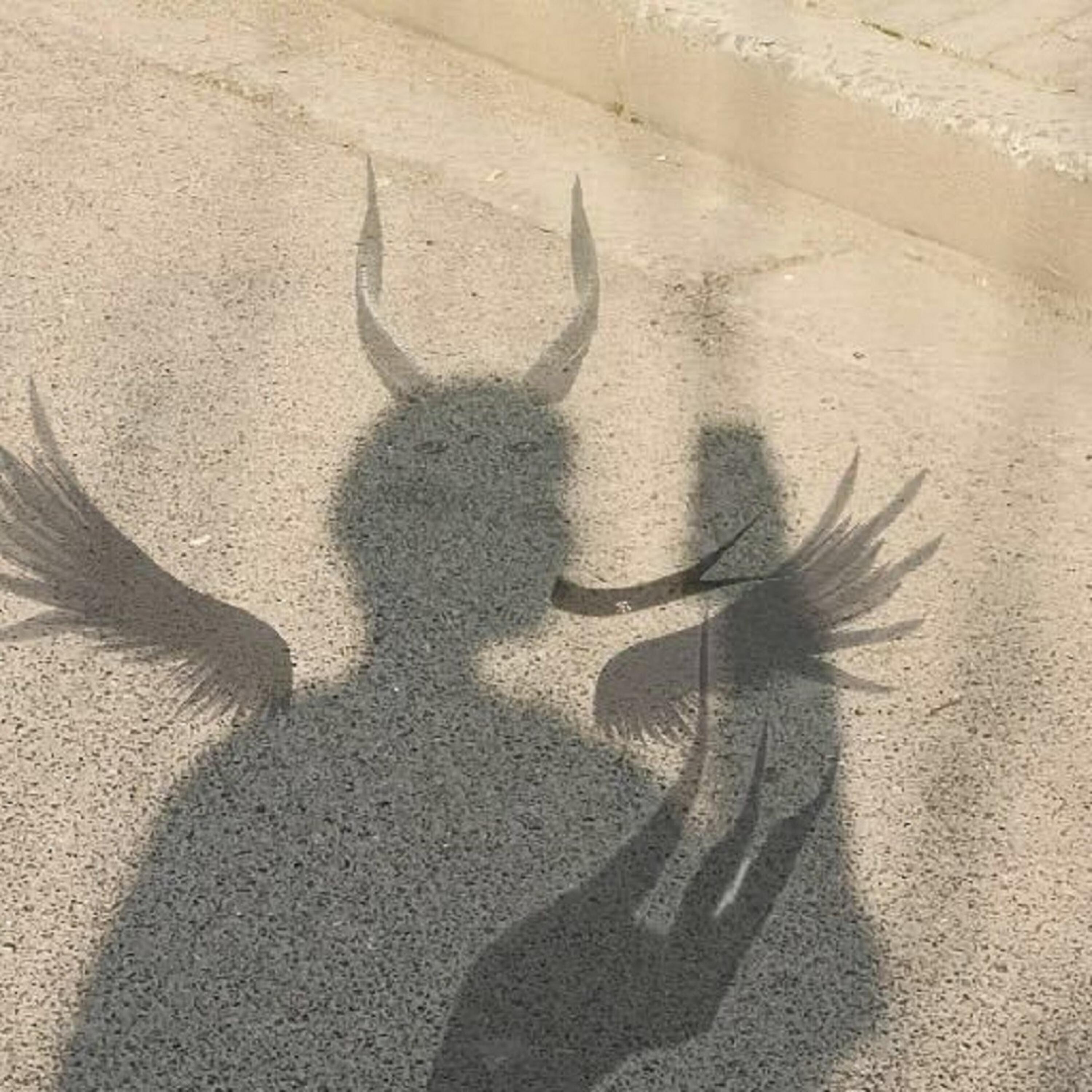 吴可可