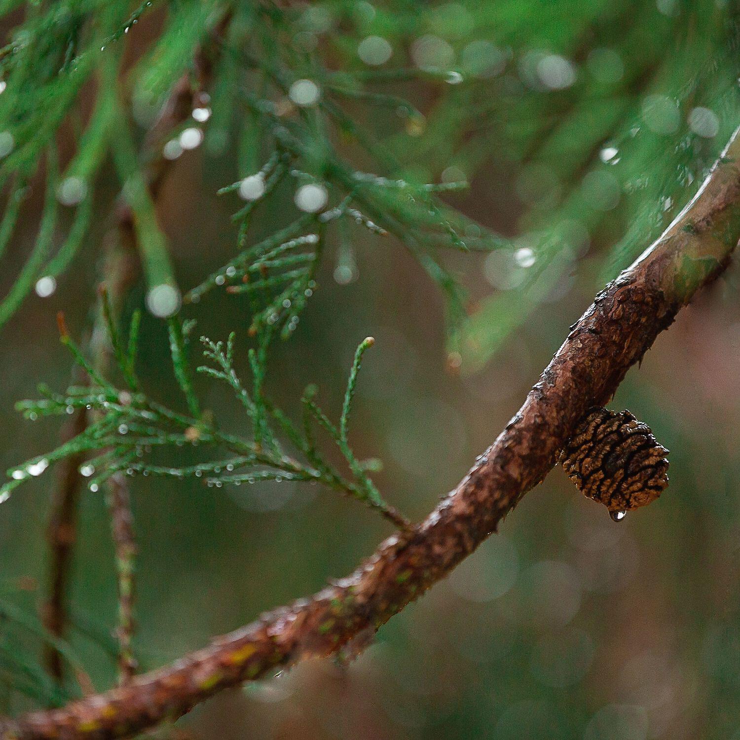 Релиз Rainy Day for Quick Nap