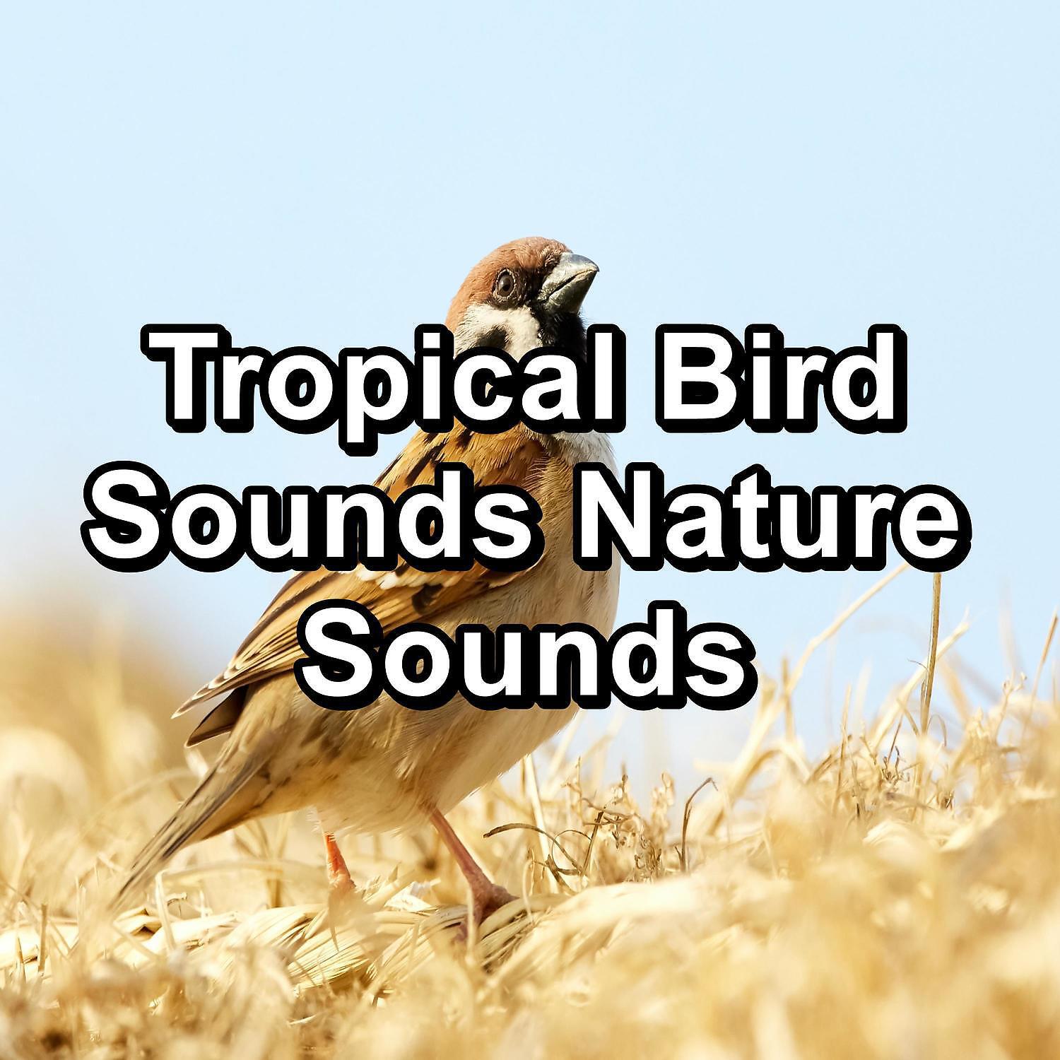 Релиз Tropical Bird Sounds Nature Sounds