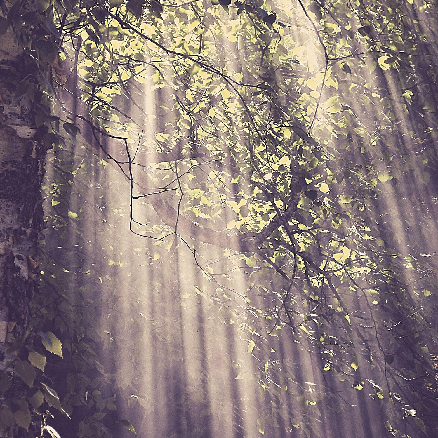 Релиз Music for Relaxing Moods - Opulent Guitar