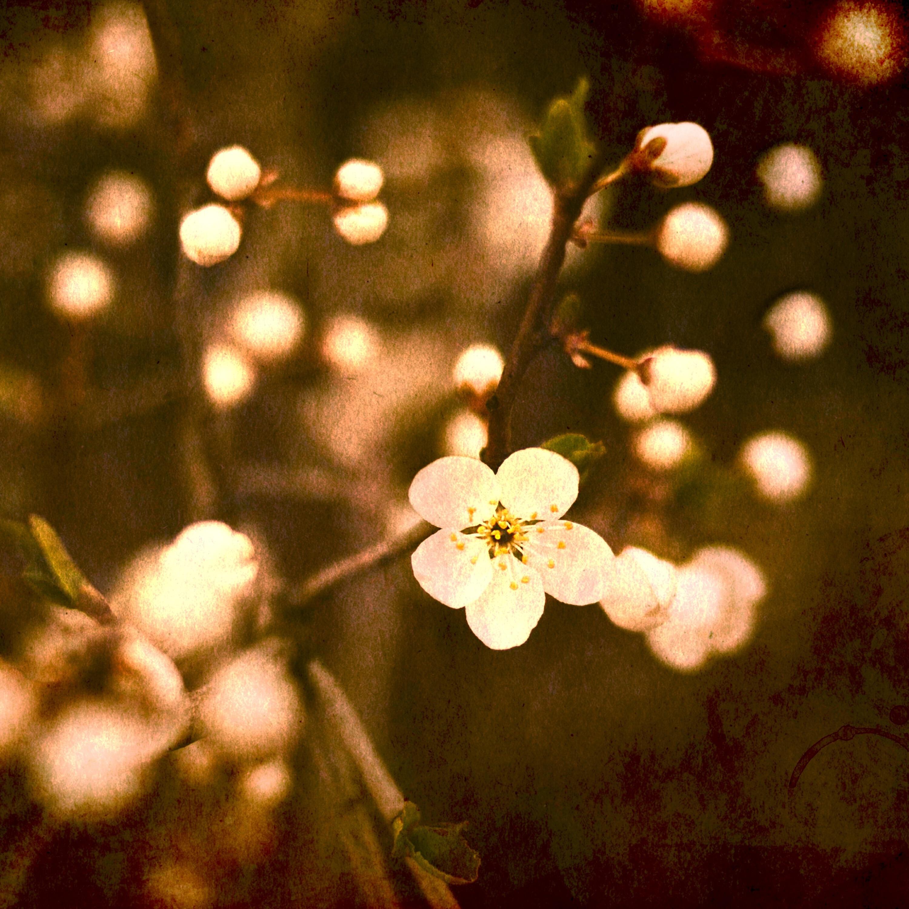 Релиз The Last Song of Spring