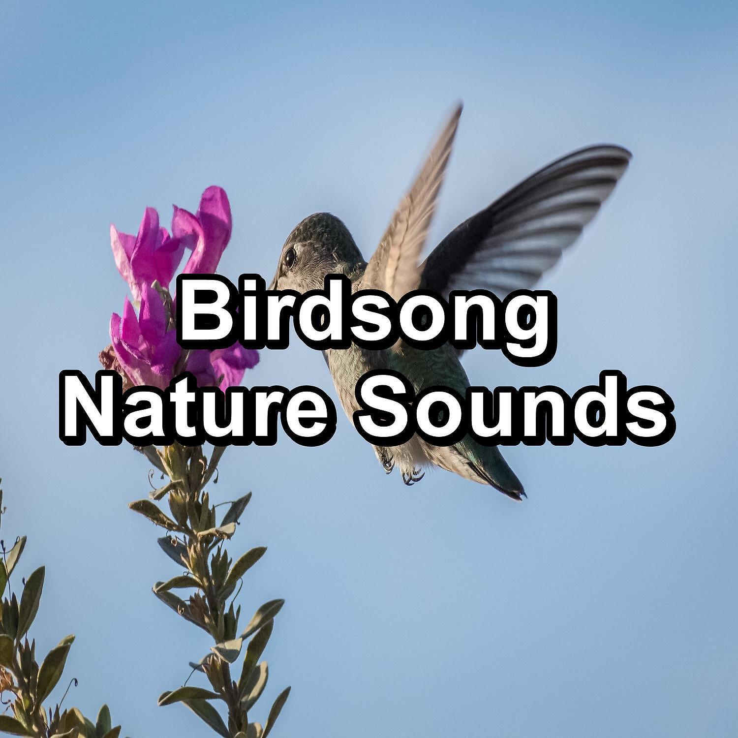 Релиз Birdsong Nature Sounds