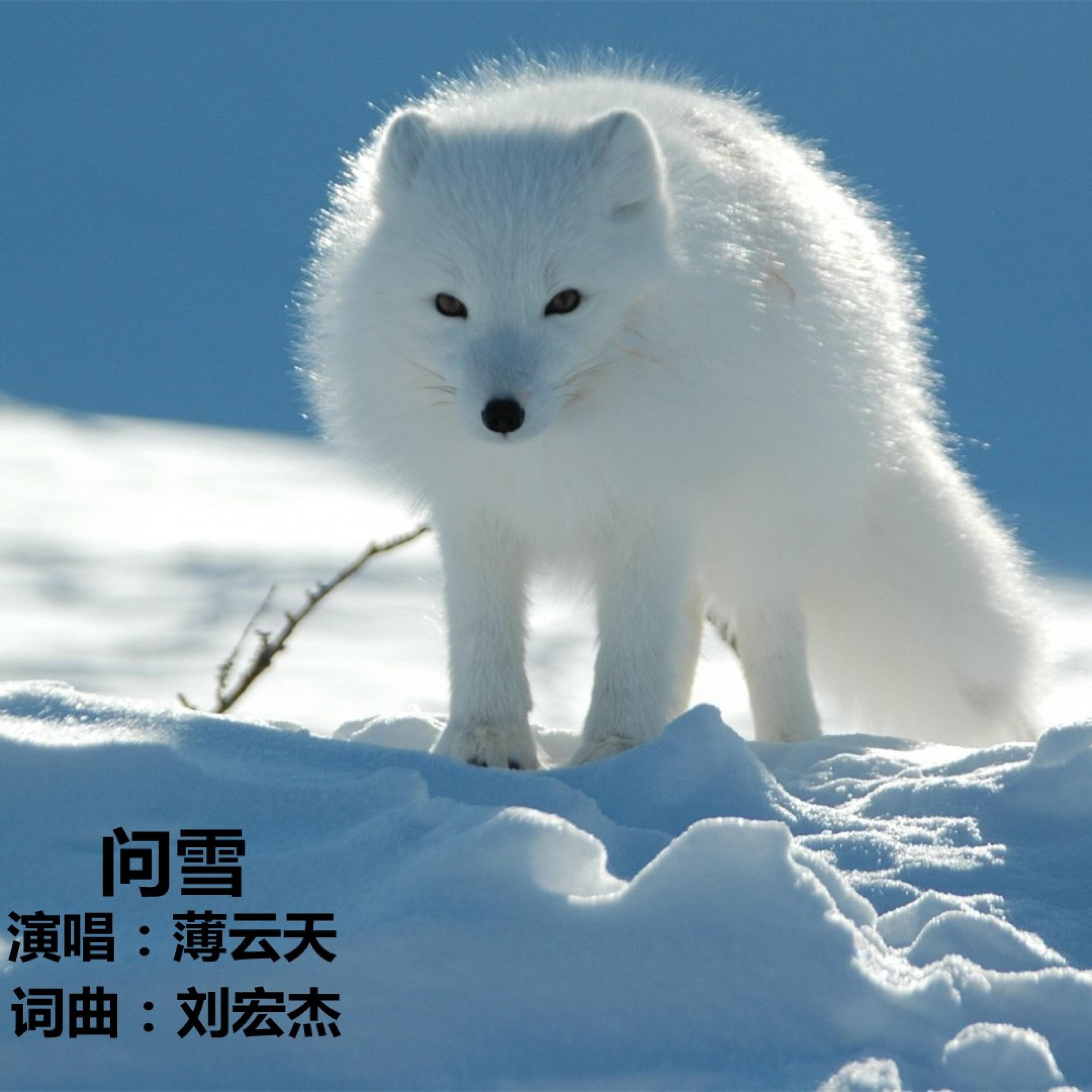 Релиз 问雪