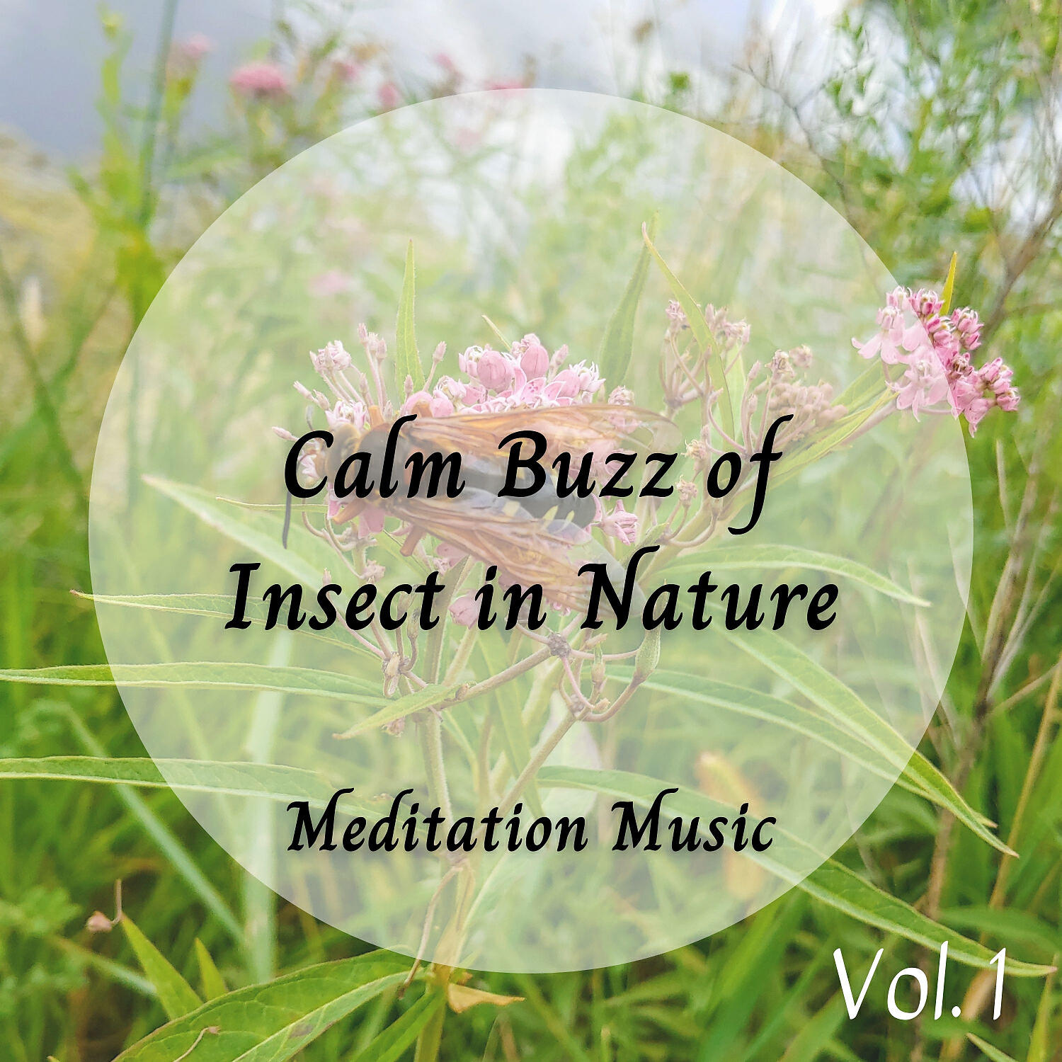 Релиз Meditation Music: Calm Buzz of Insect in Nature
