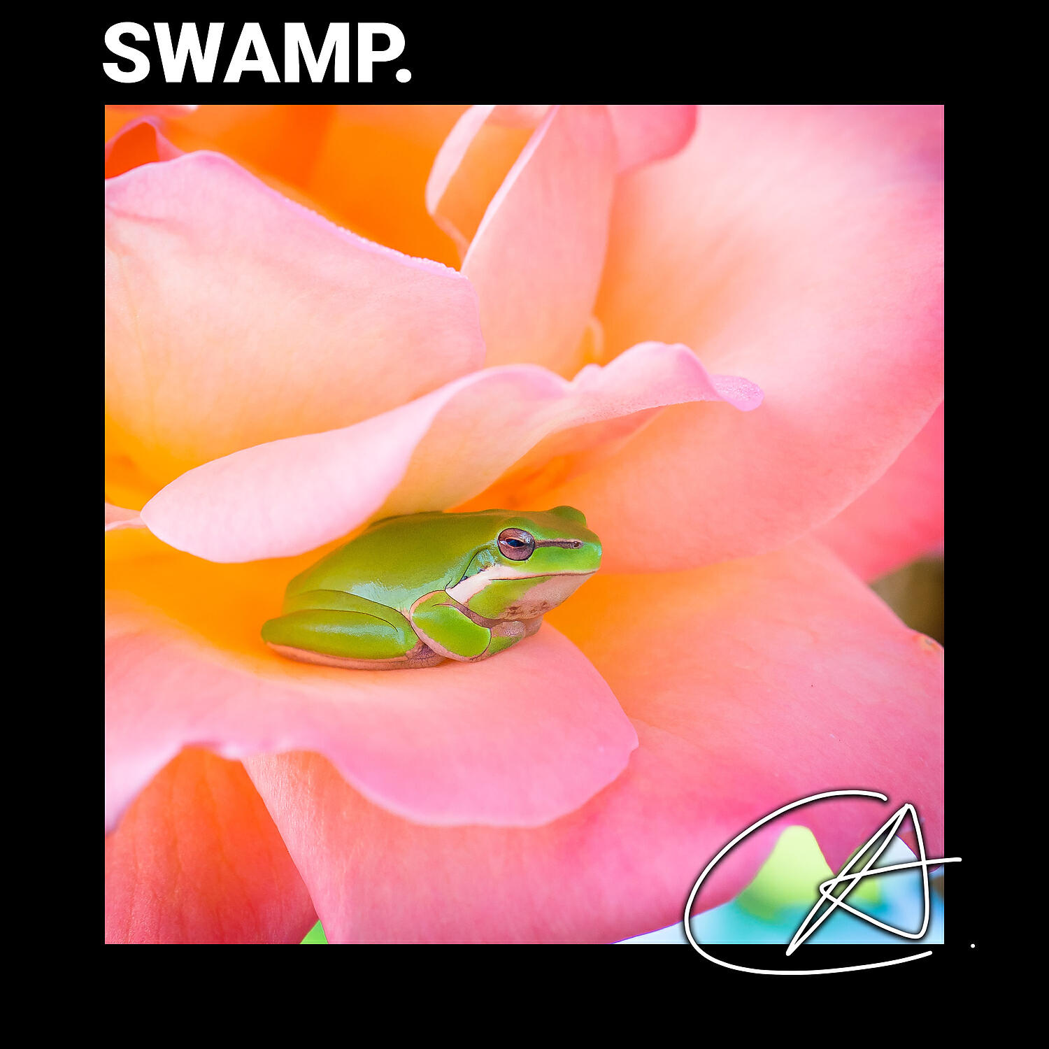Релиз Frogs in a Creek