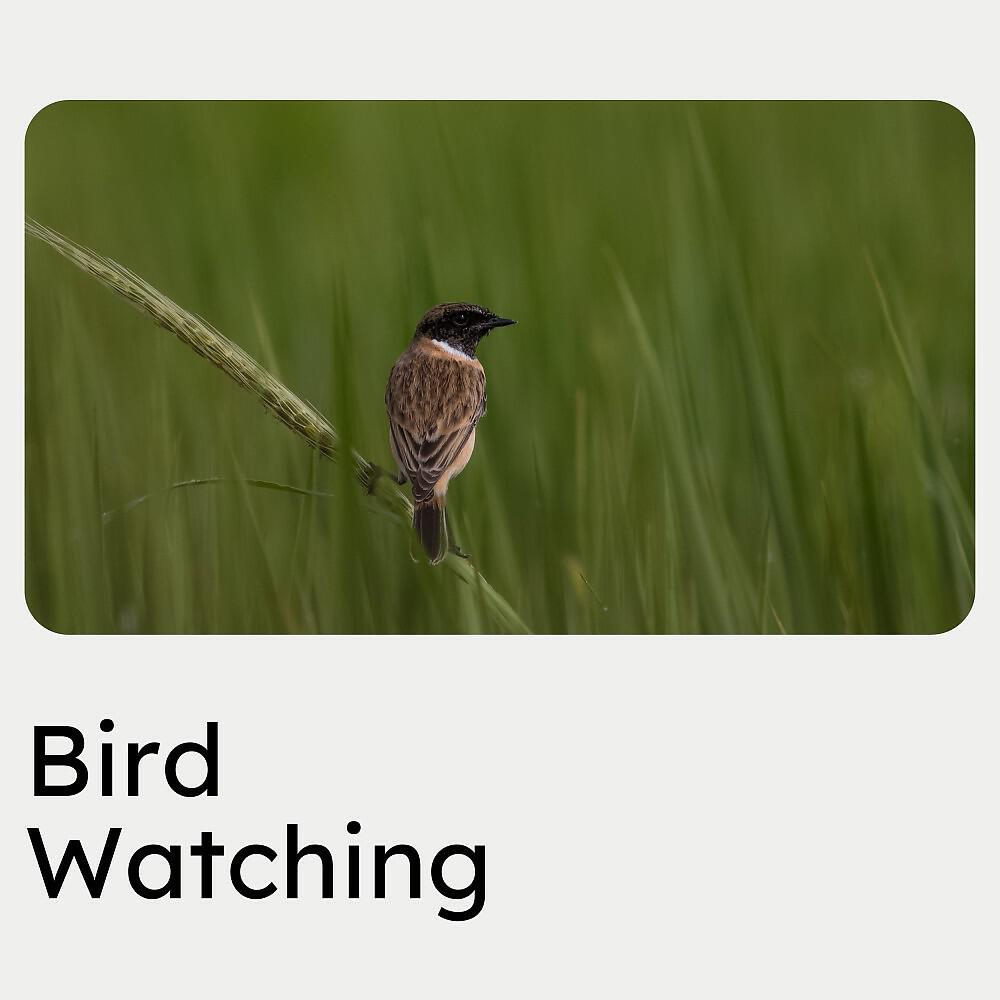Релиз Bird Watching