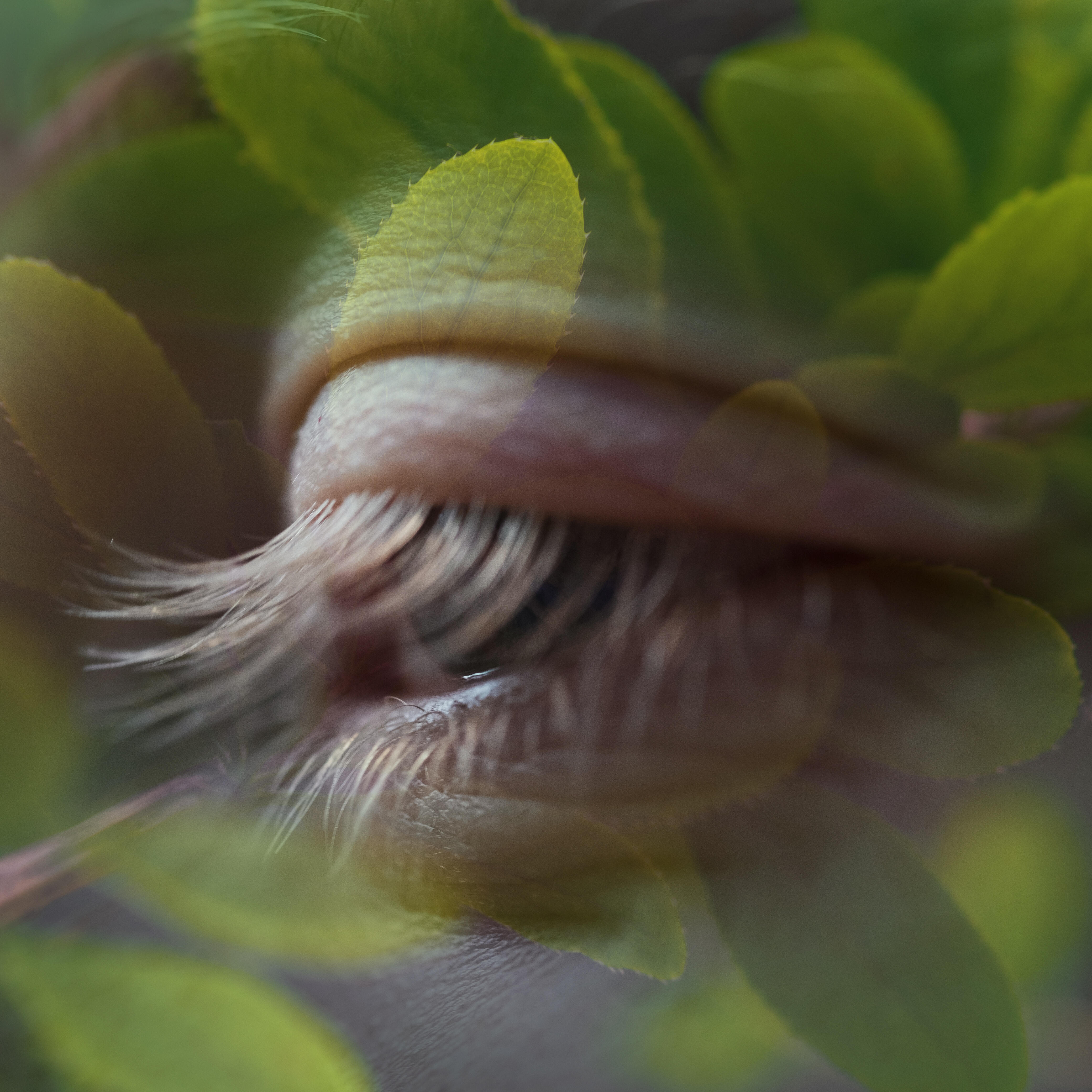 Релиз Природа мечты