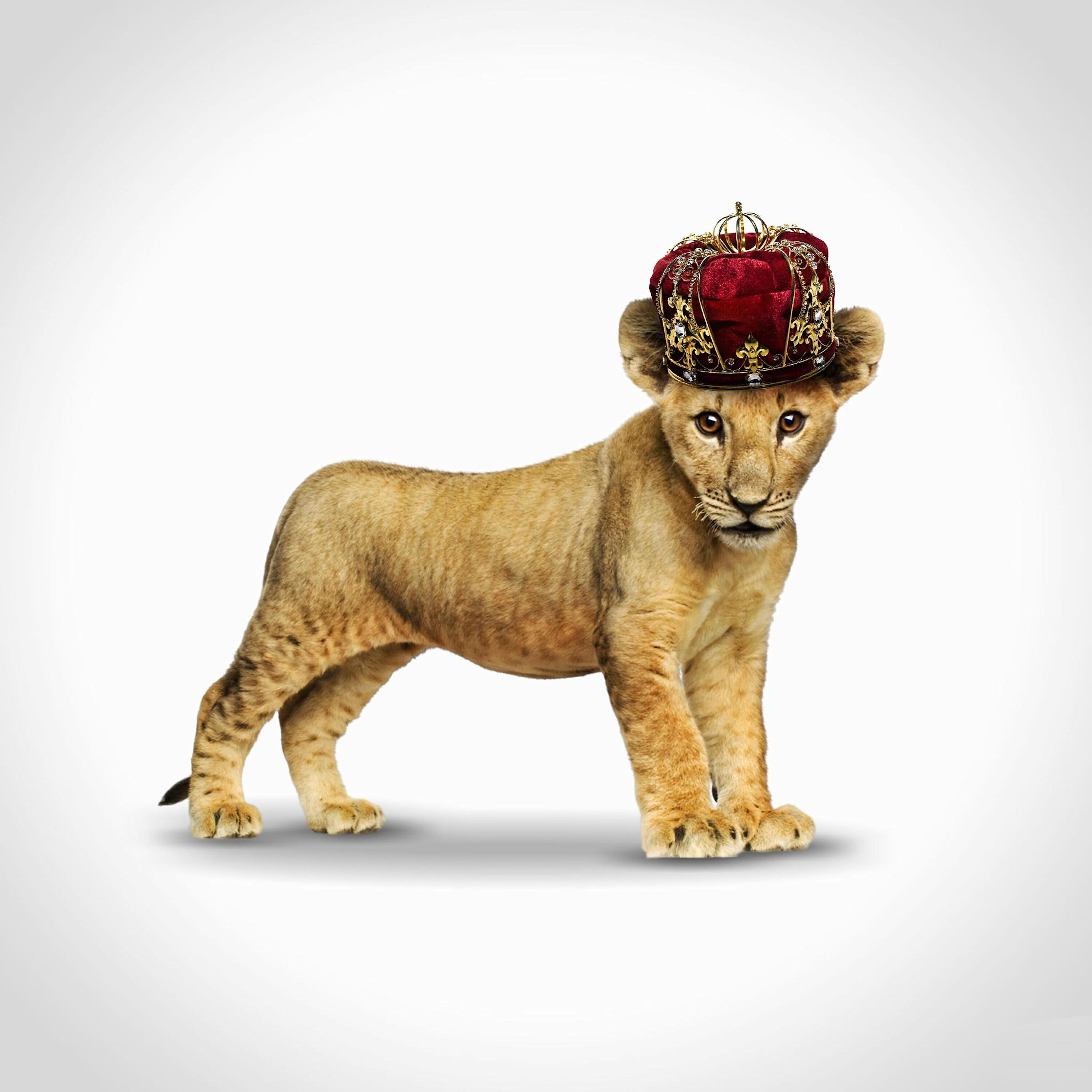 Релиз Simba