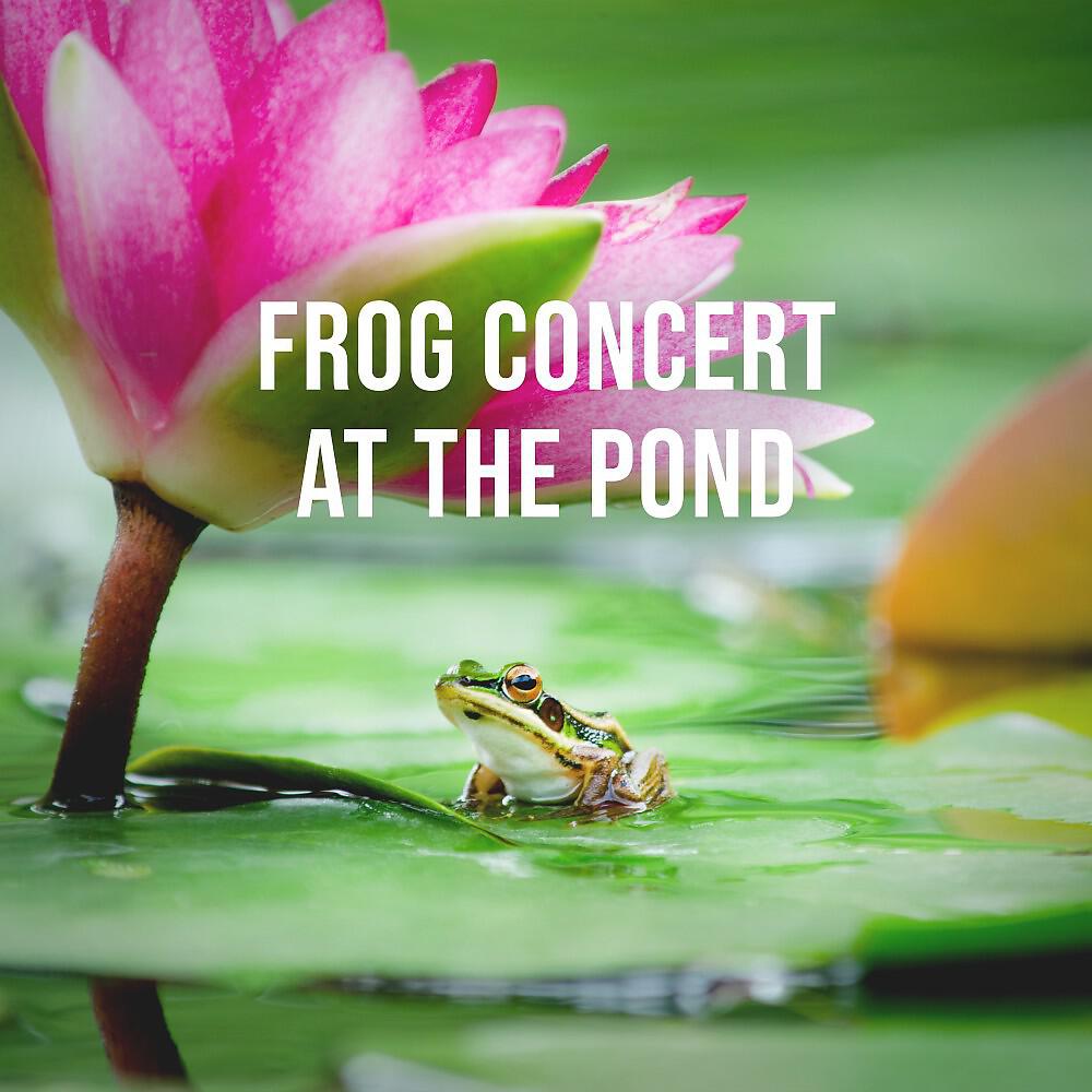 Релиз Frog Concert at the Pond: Calming Nature Sounds for the Stressed City Life