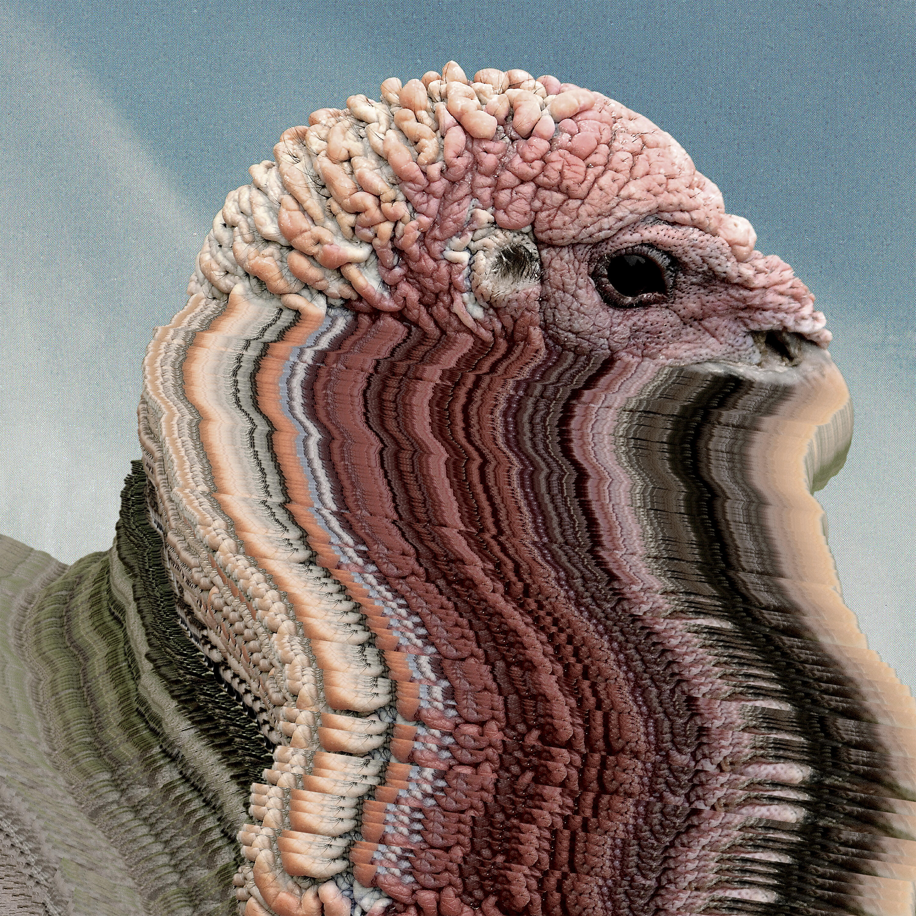 Релиз Bird Brains