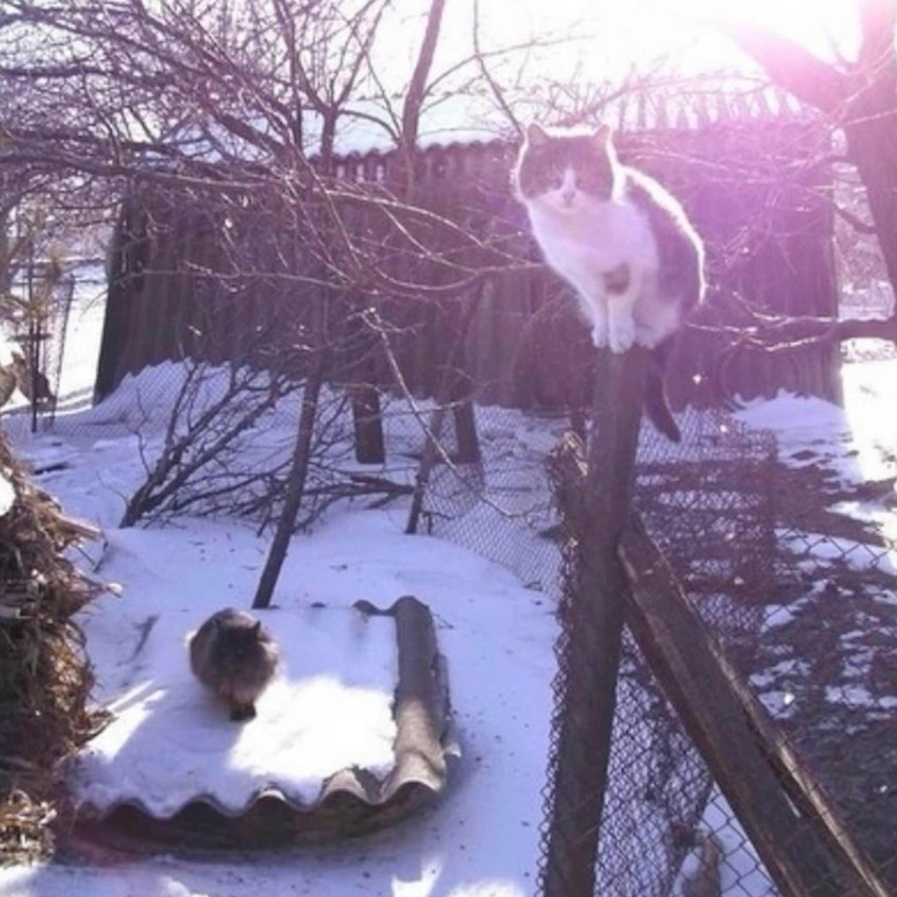 Релиз mittens