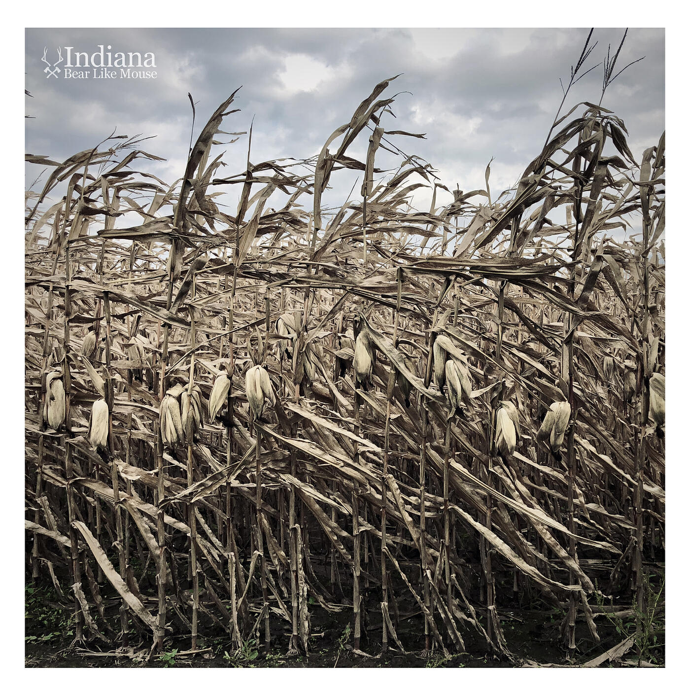 Релиз Indiana