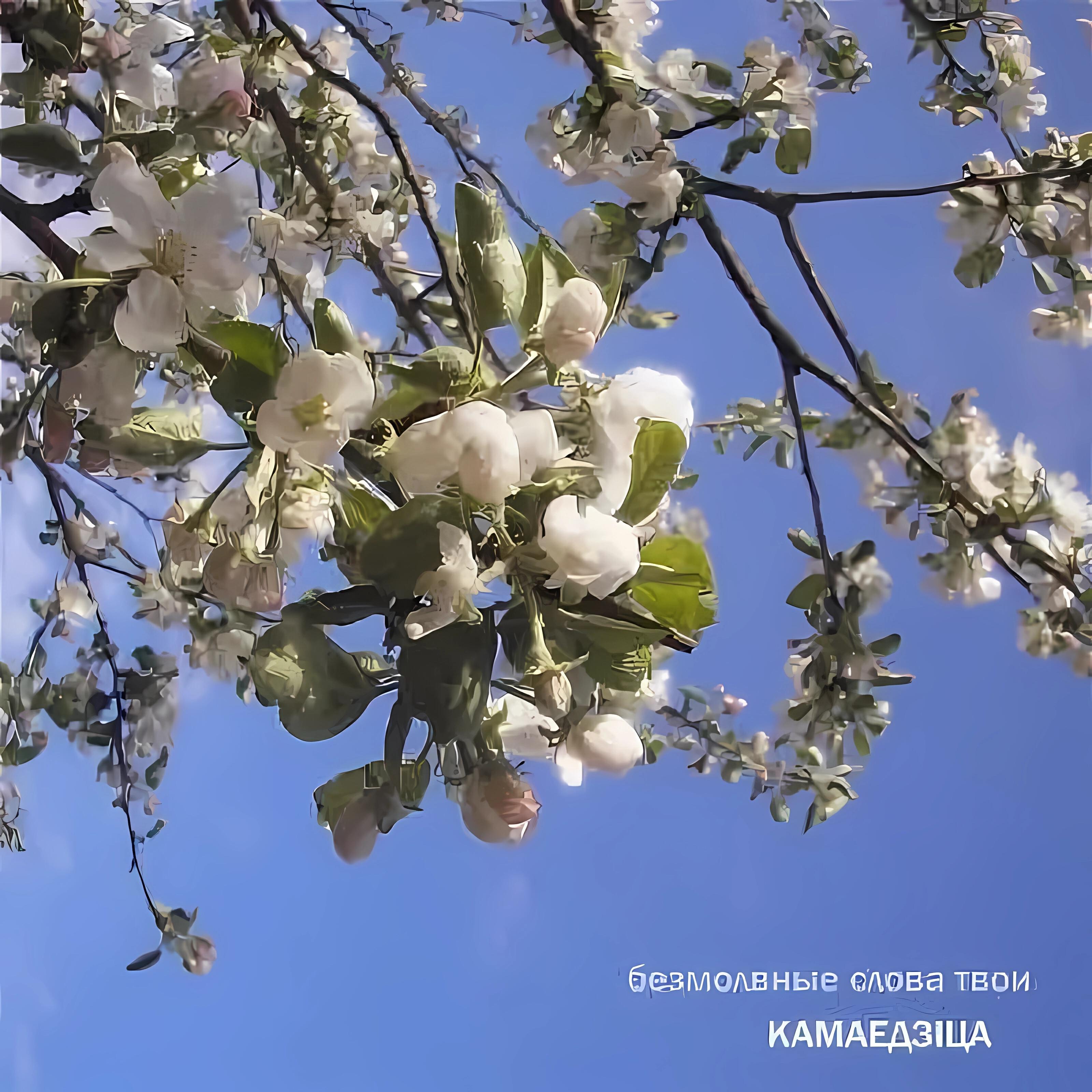 Камаедзіца
