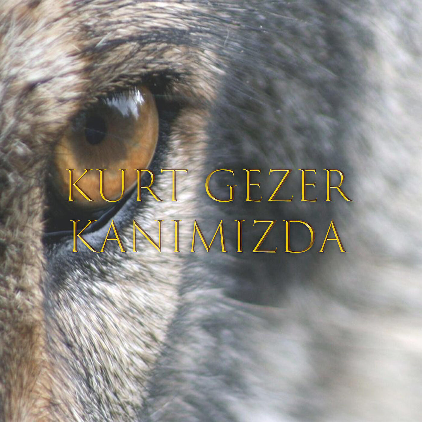 Релиз Kurt Gezer Kanımızda