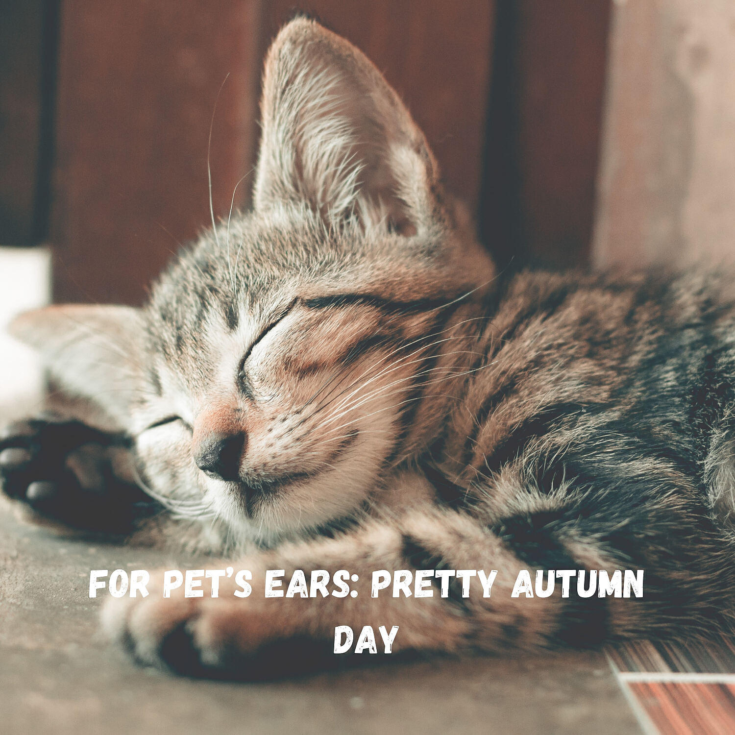 Dogs music & Sleeping Music For Dogs & Cat Music - Calming Spring Night Pets