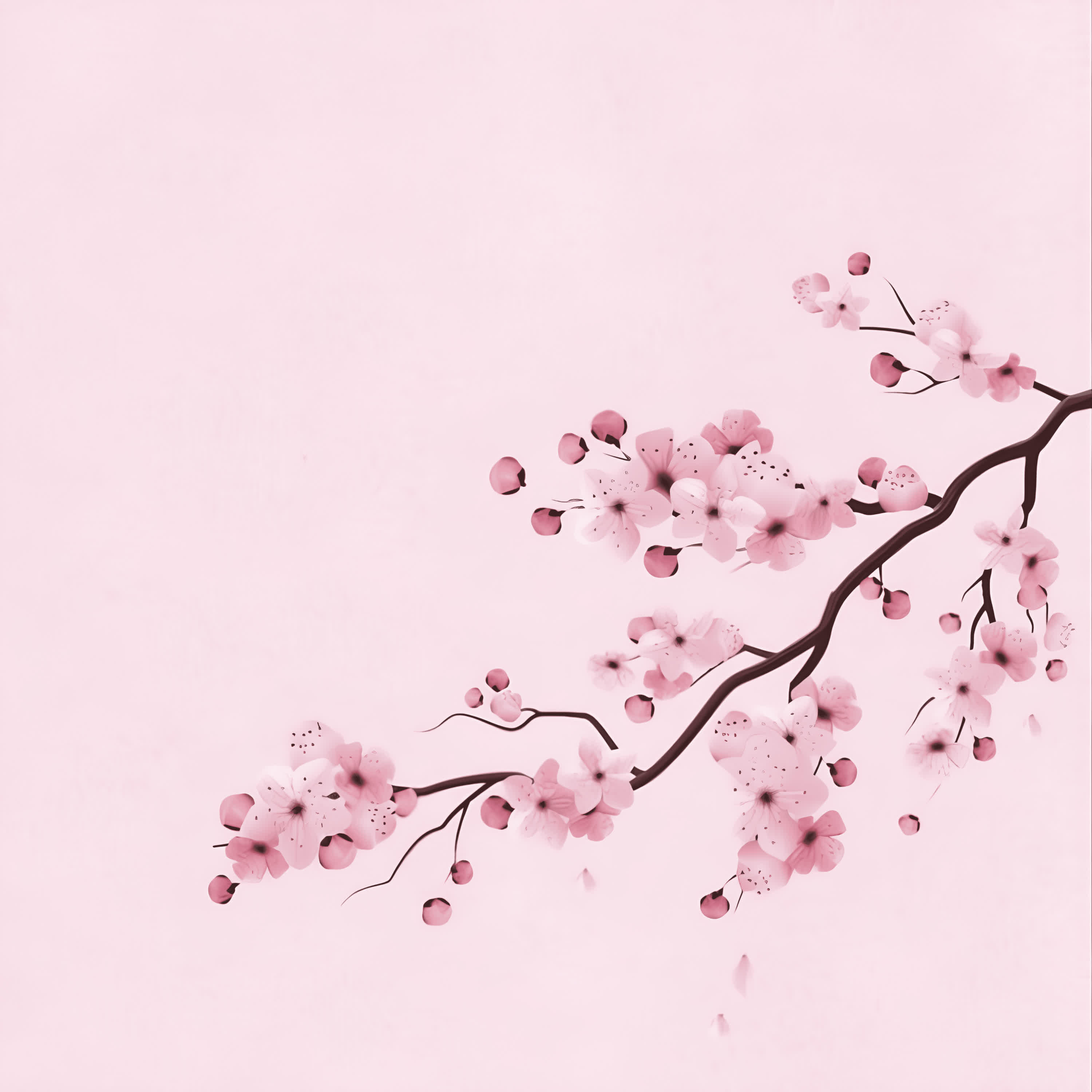 Релиз Sakura