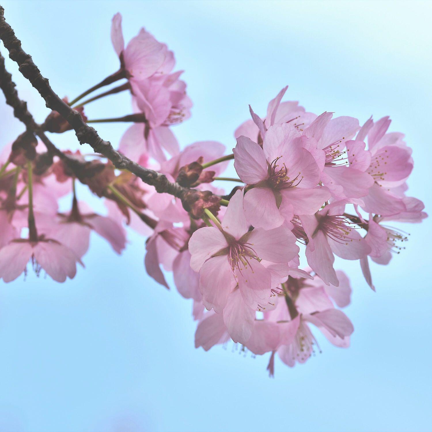 Pleasant white womb sound for sleep