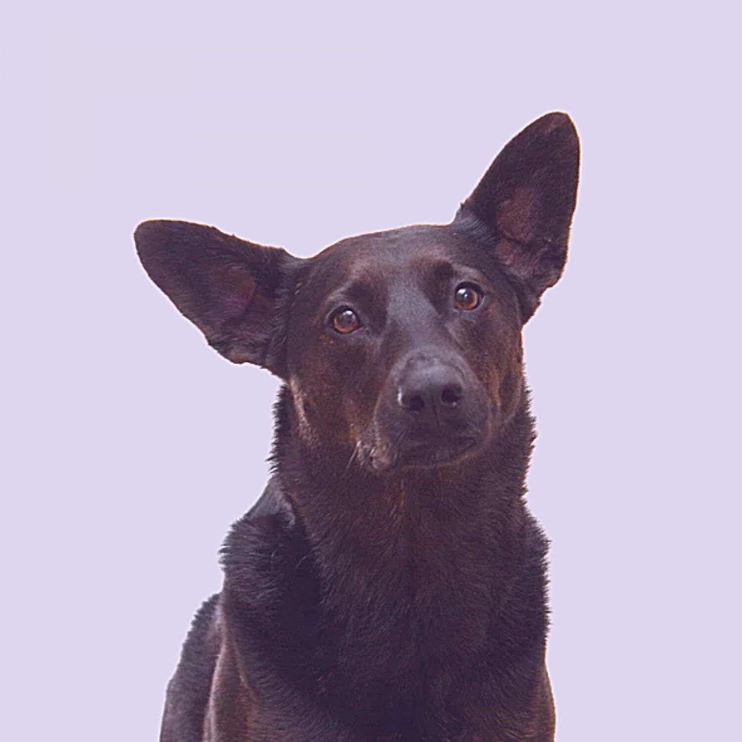 Релиз Music - Resting Puppies