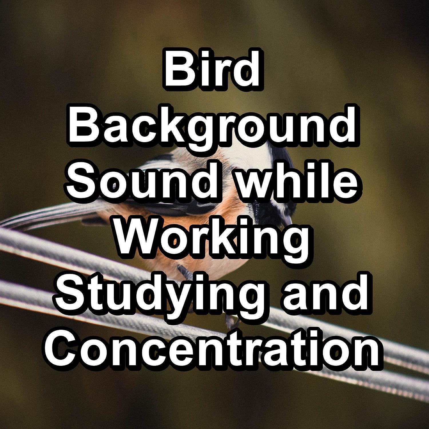Релиз Bird Background Sound while Working Studying and Concentration