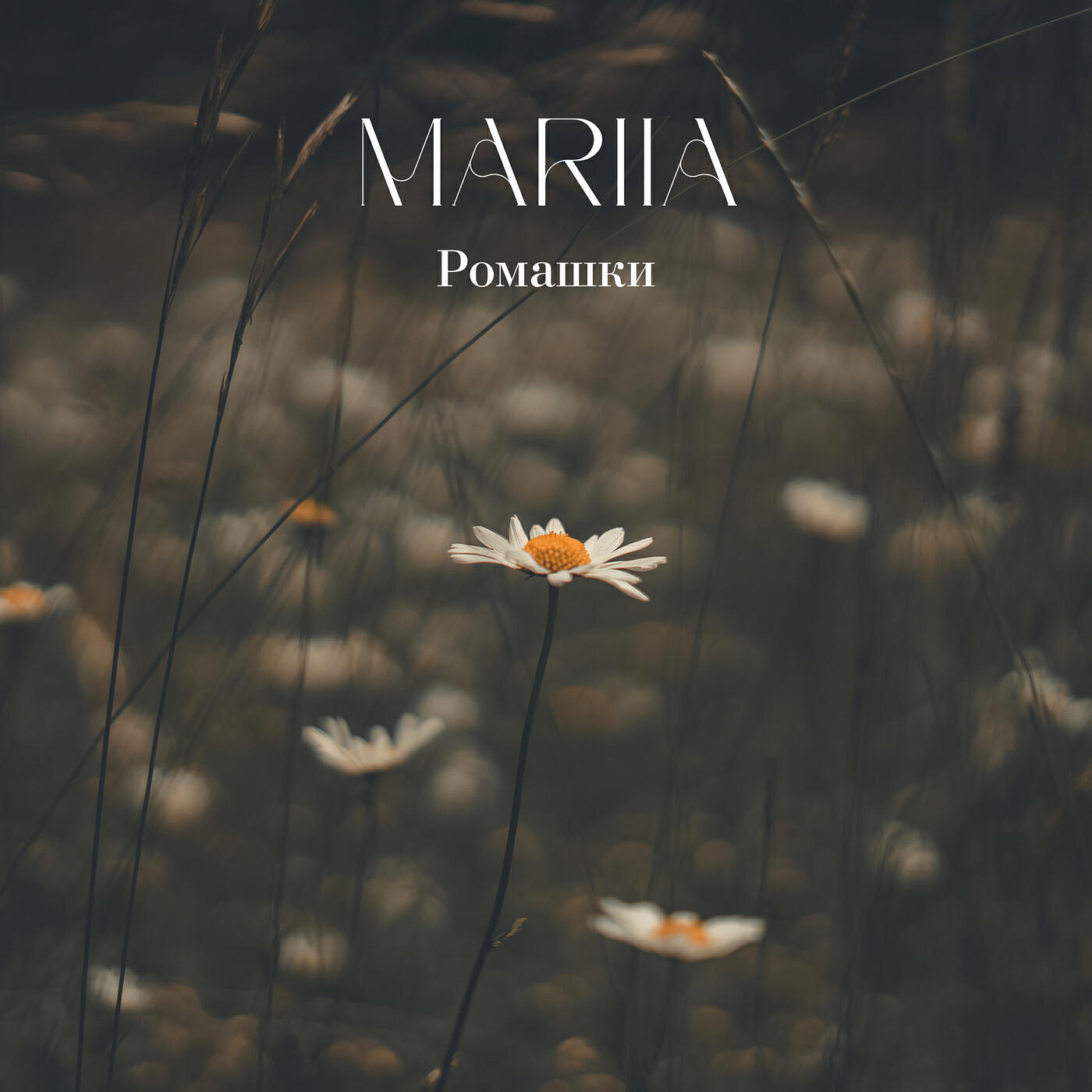 Релиз Ромашки