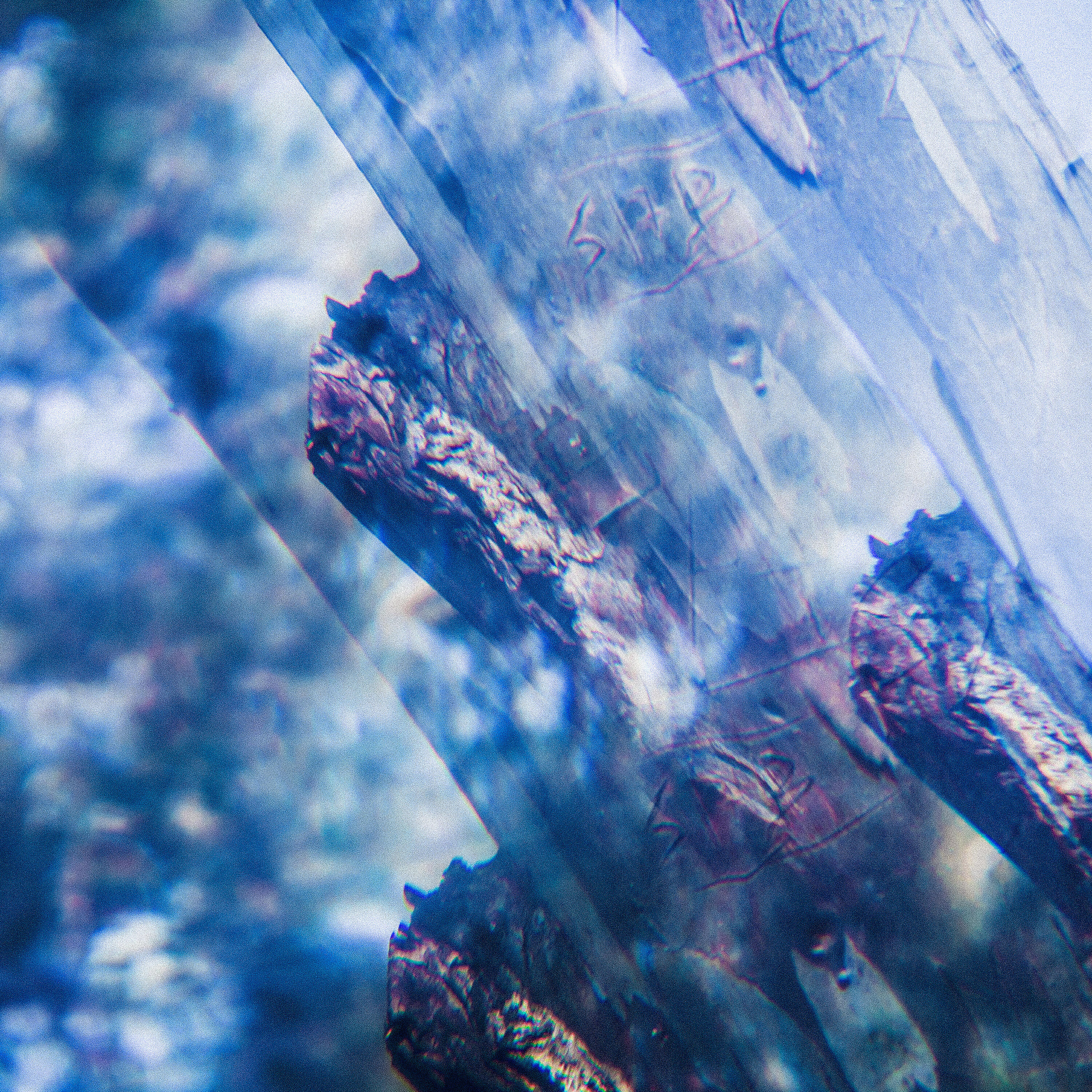 Релиз Tree Ghost