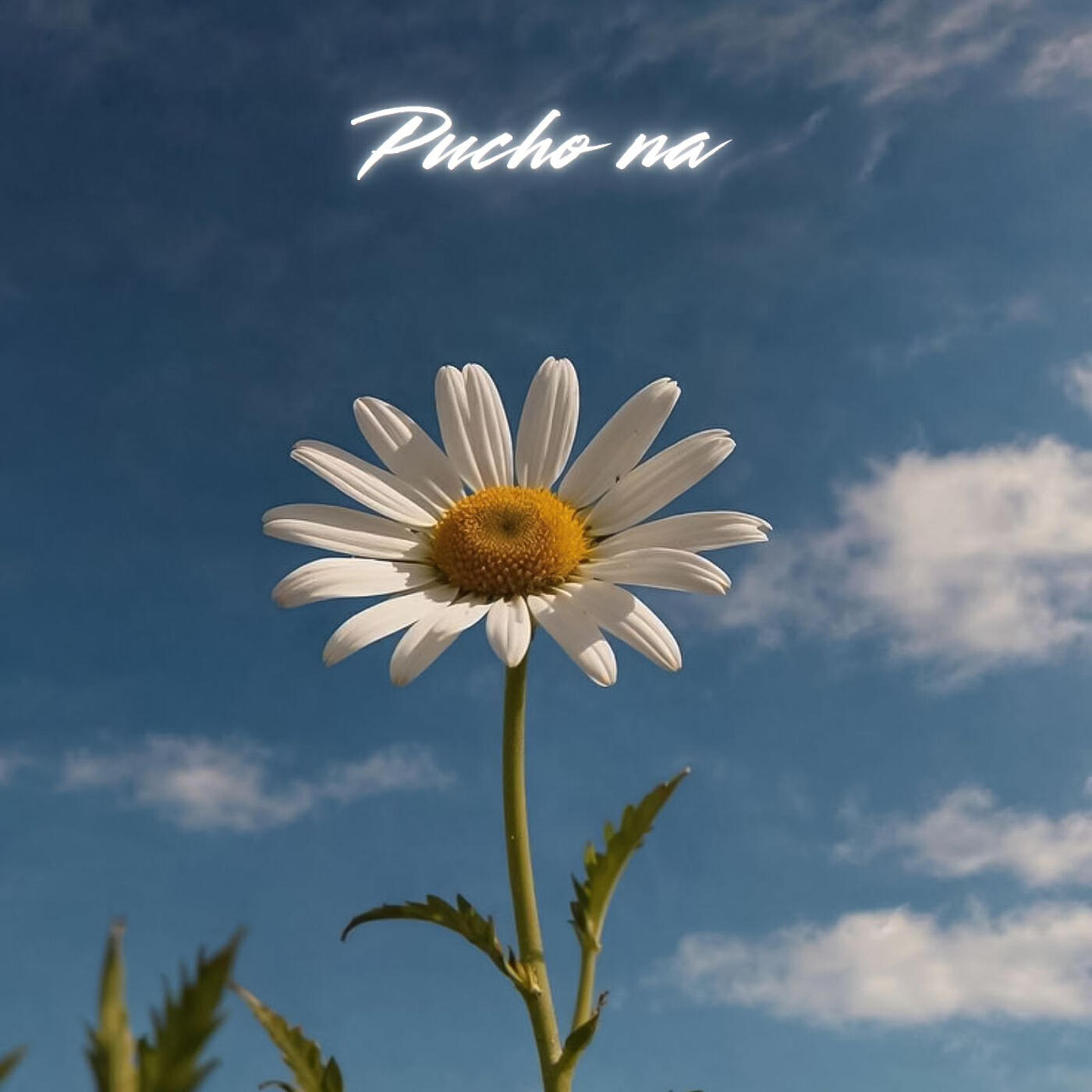 Релиз Pucho Na