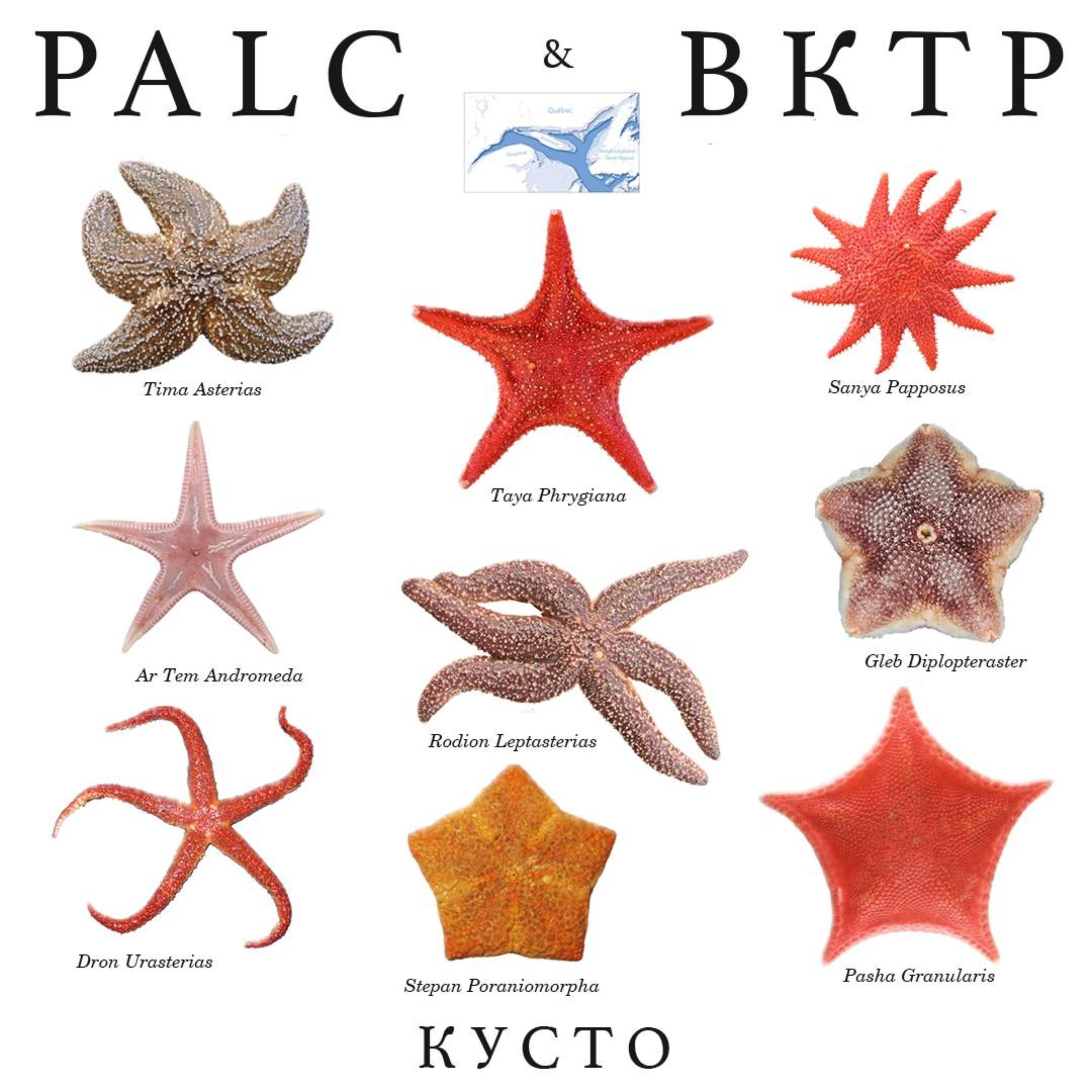 Релиз Кусто