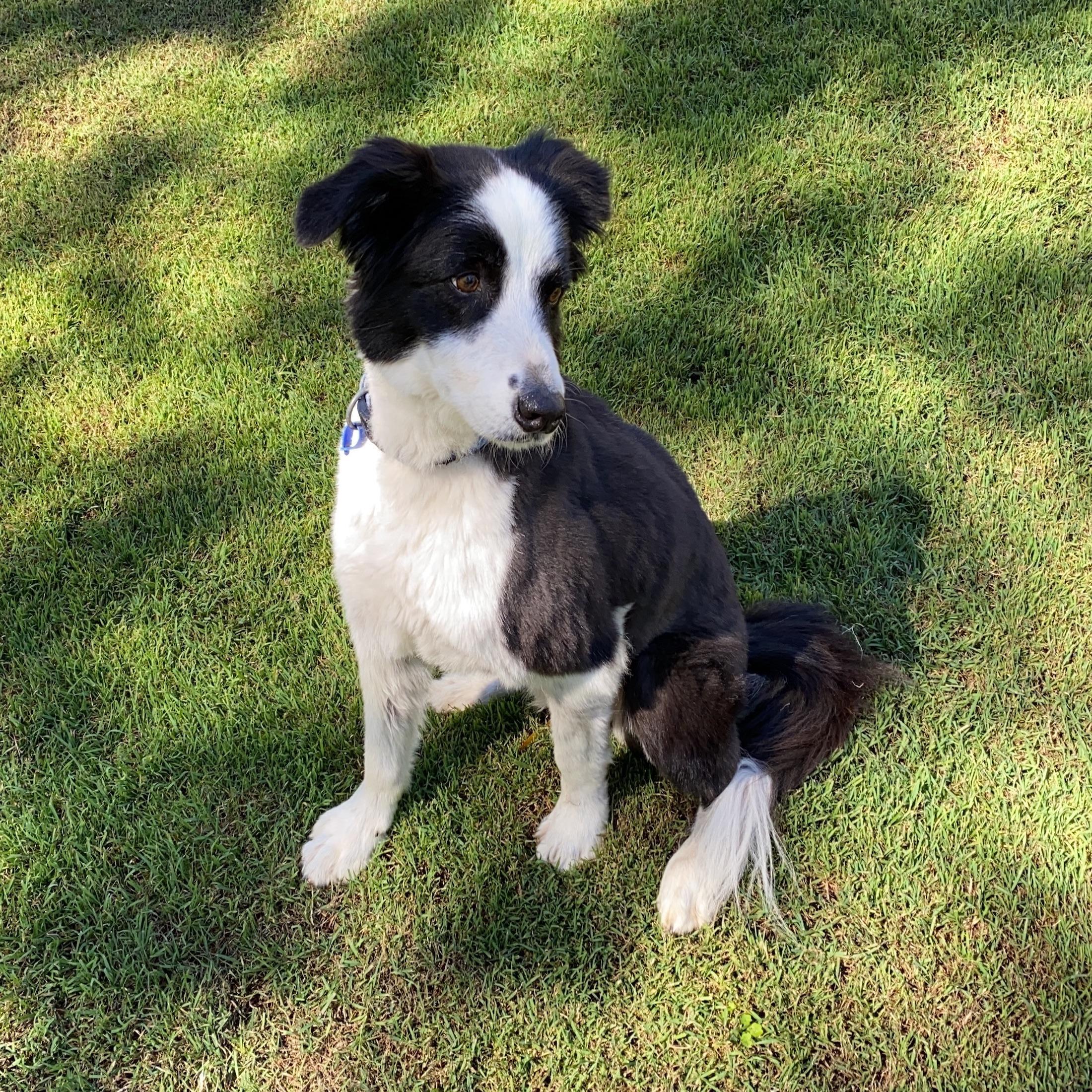Релиз Best White Noise and Nature Sounds to calm your dog, reduce anxiety in Pets