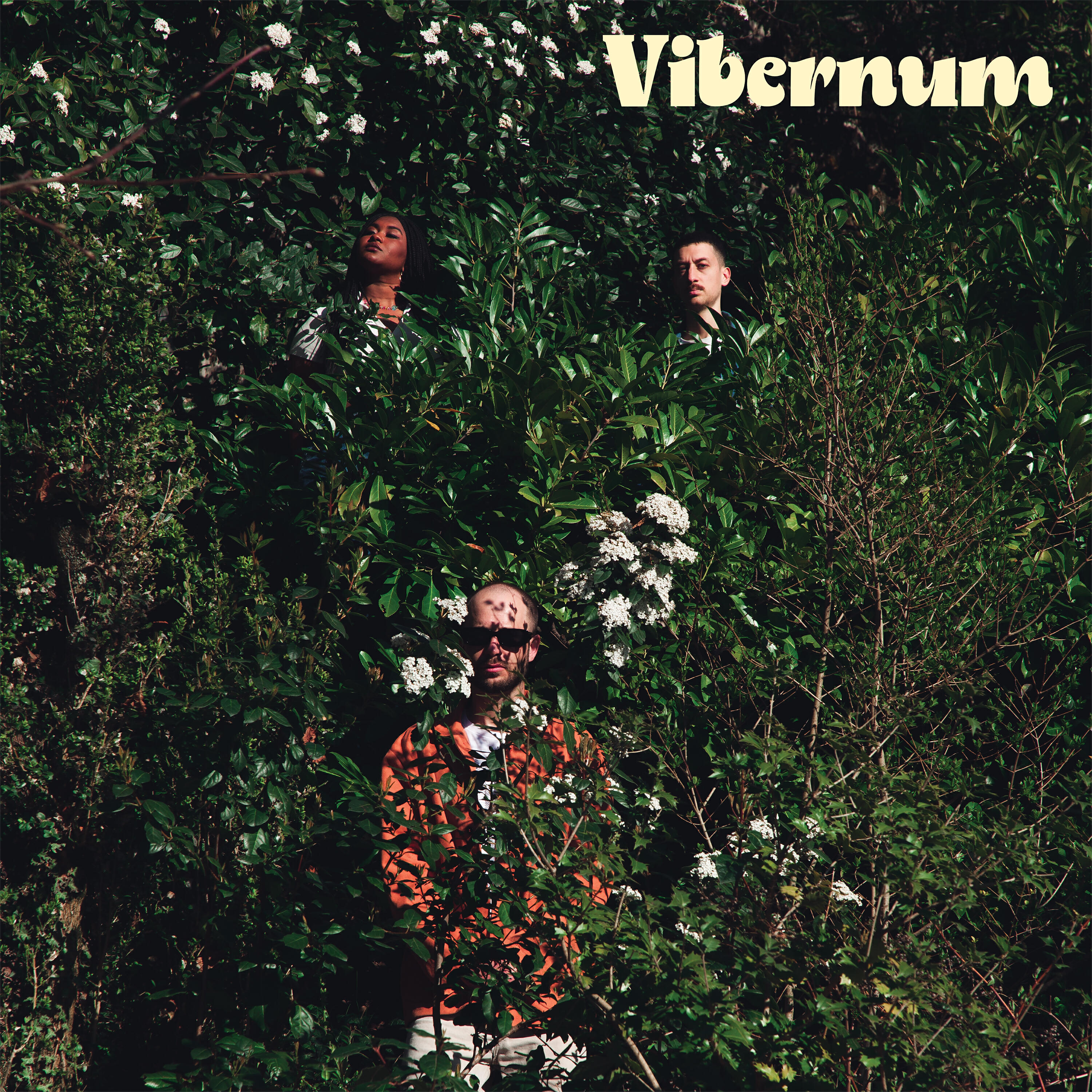 Релиз Vibernum
