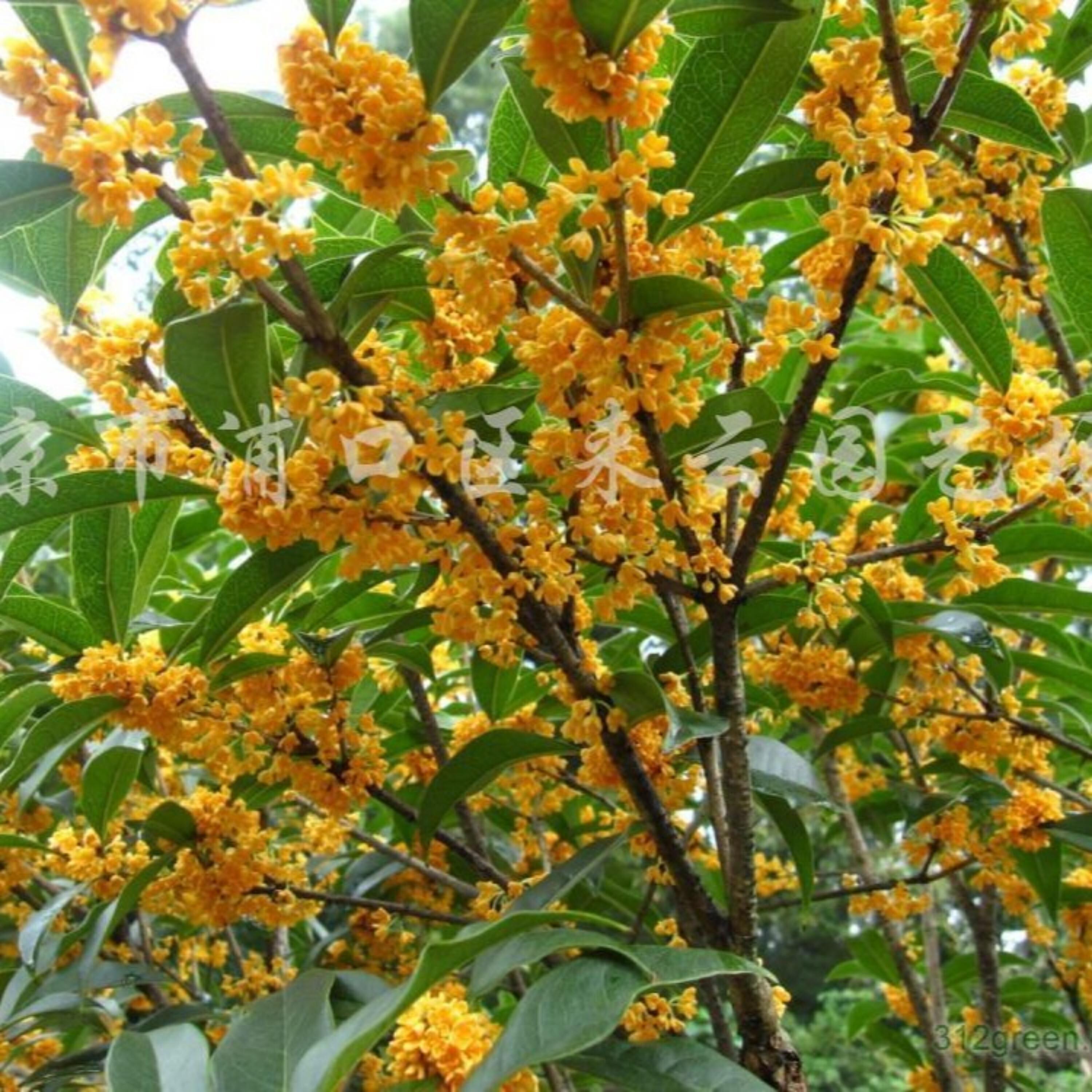 Релиз 梦里都是桂花香