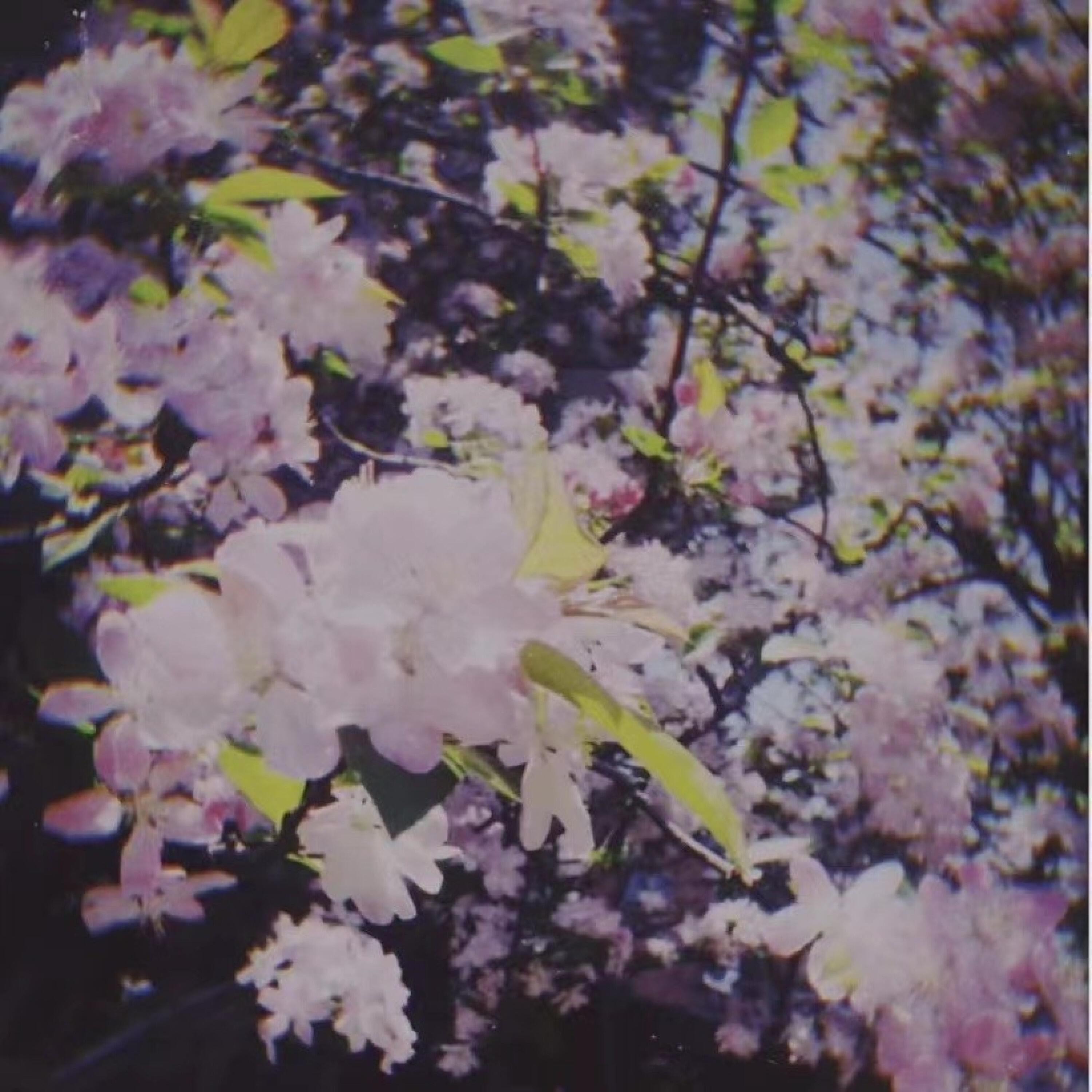 Релиз 春见花开