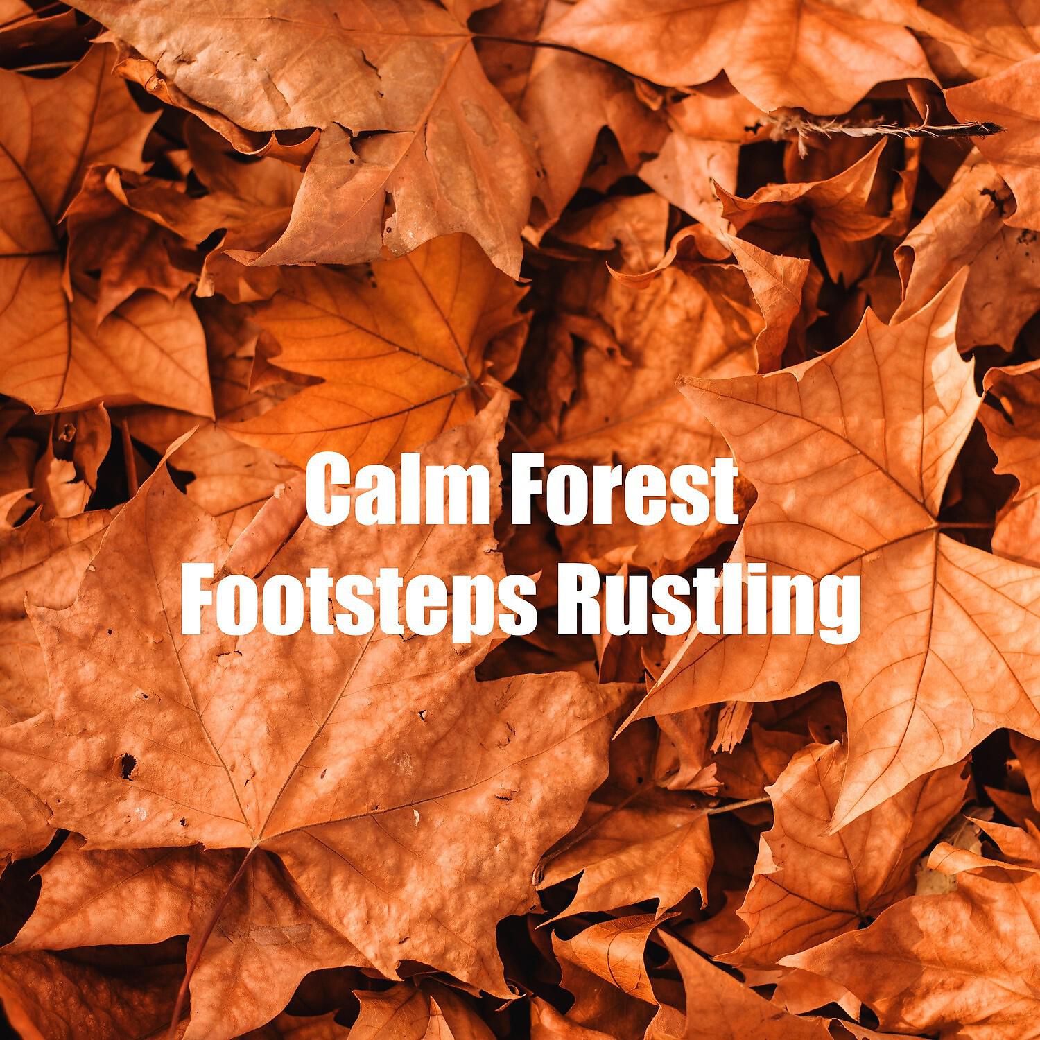 Релиз Calm Forest Footsteps Rustling