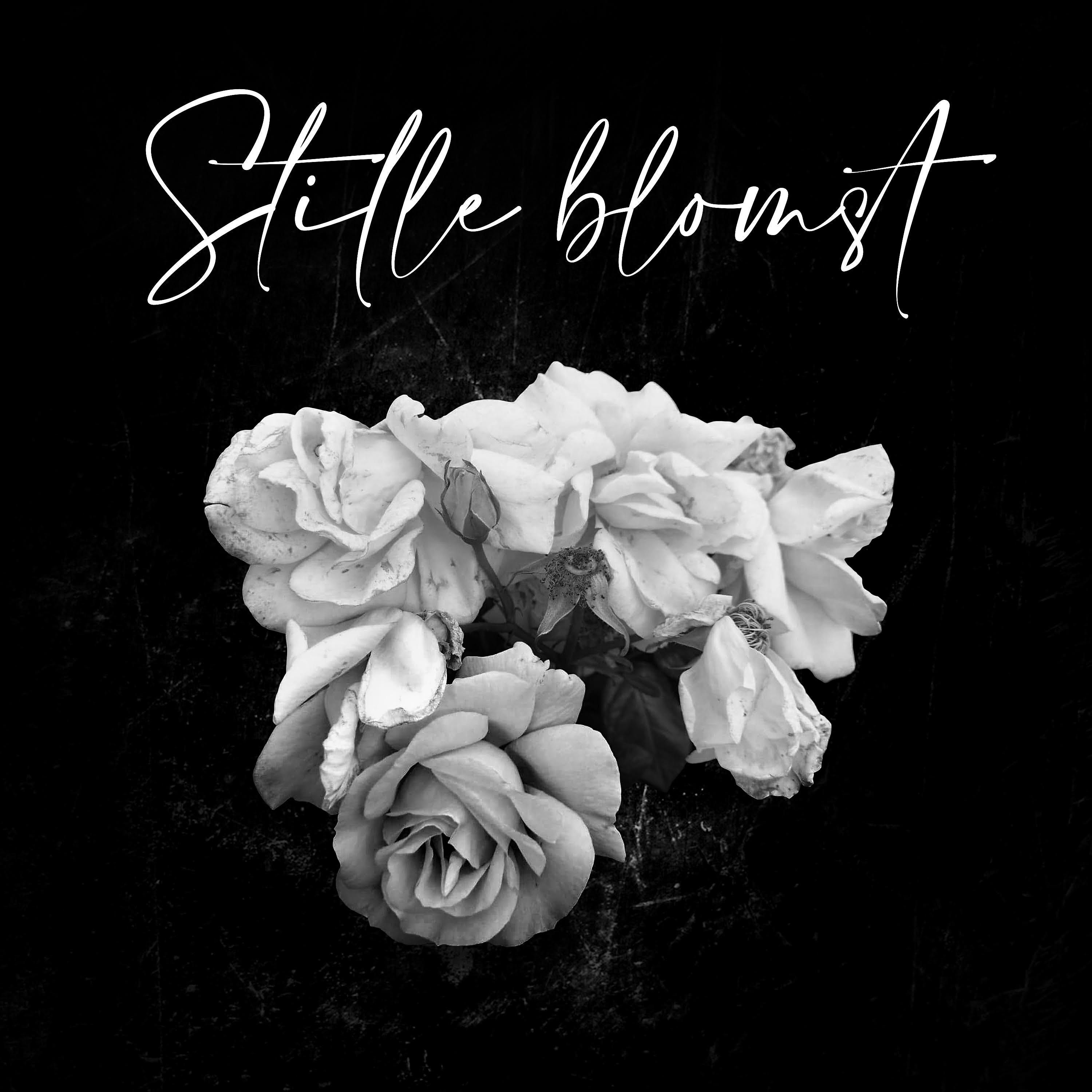 Релиз Stille Blomst