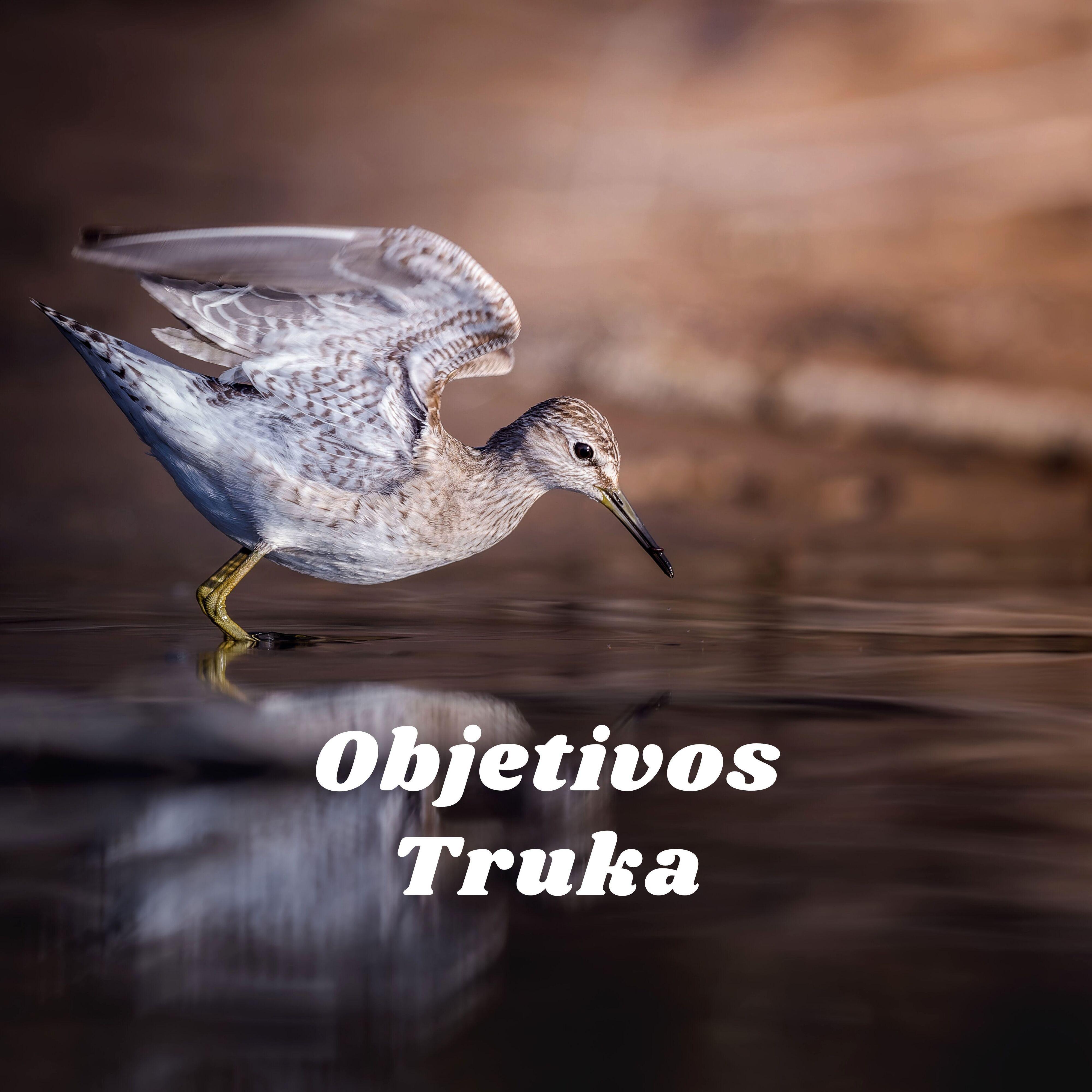 Релиз Objetivos