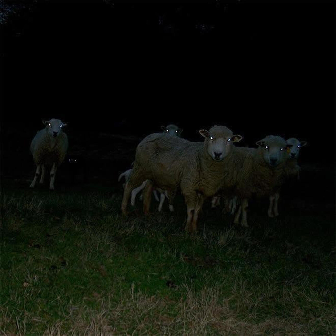 Релиз Sheep of the Flock