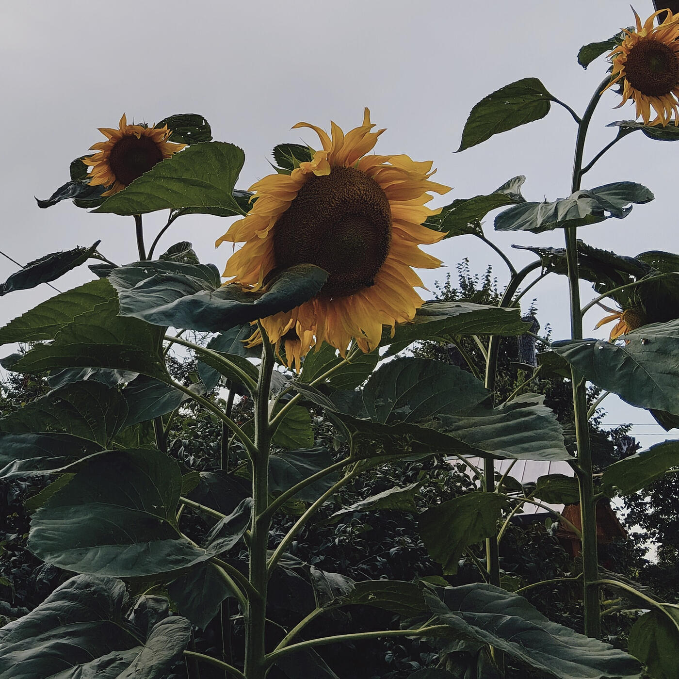Релиз God's Garden