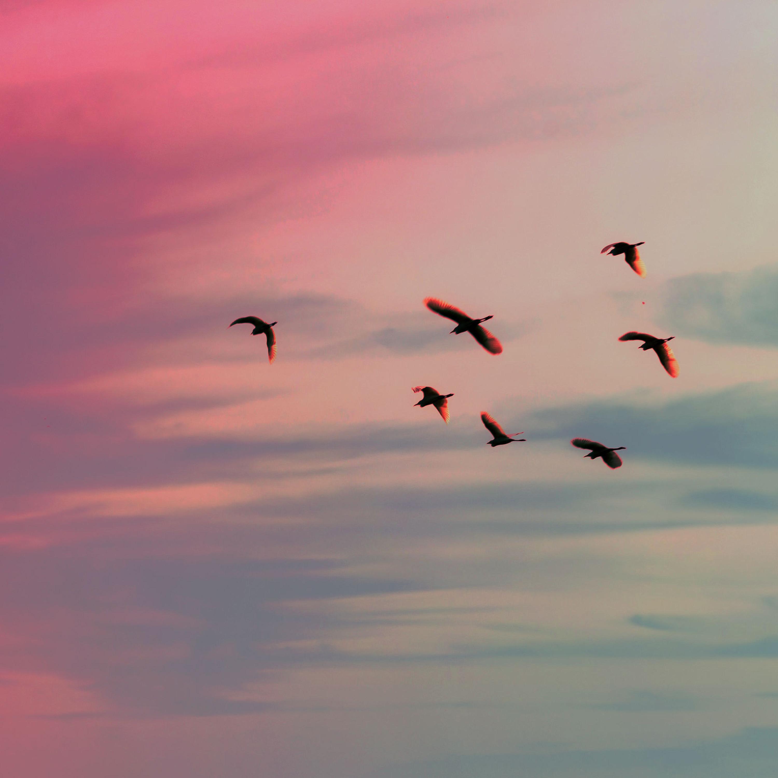 Релиз Pajarito