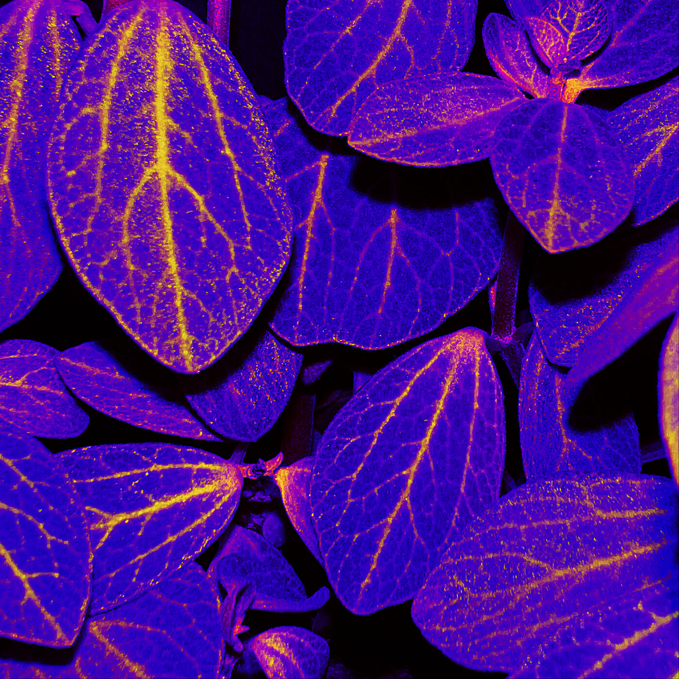 Релиз Ultra Violet