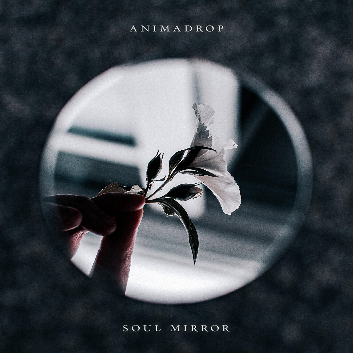 Скачать песню Animadrop - Soul Mirror бесплатно в MP3 для Android и iOS
