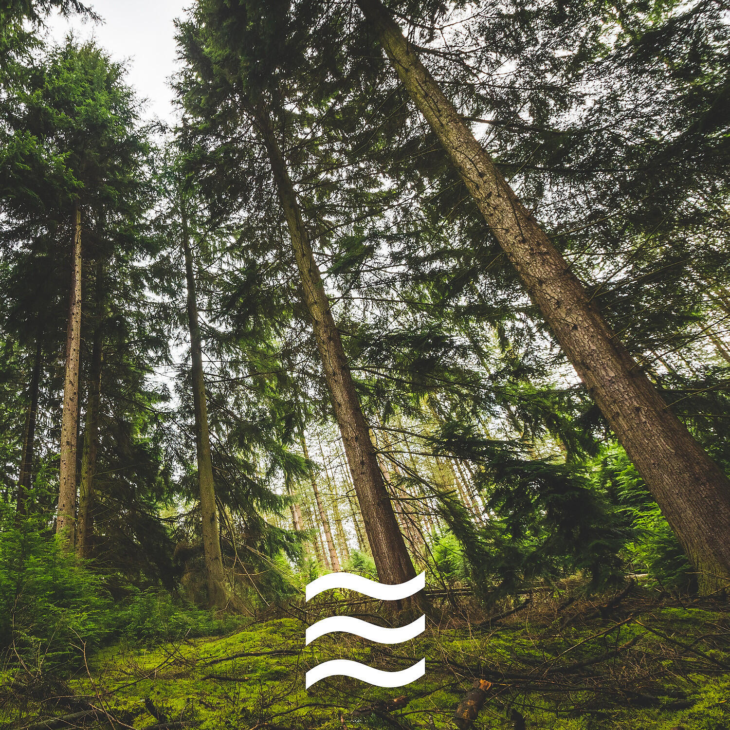 Релиз Still Windy Forest